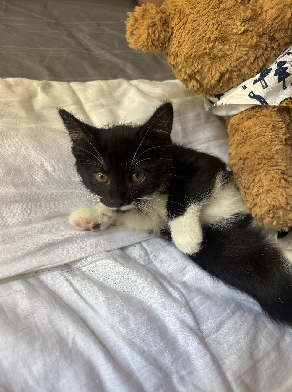 Mittens, a ADOPTABLE Domestic Short Hair in Davis, CA image 1/4