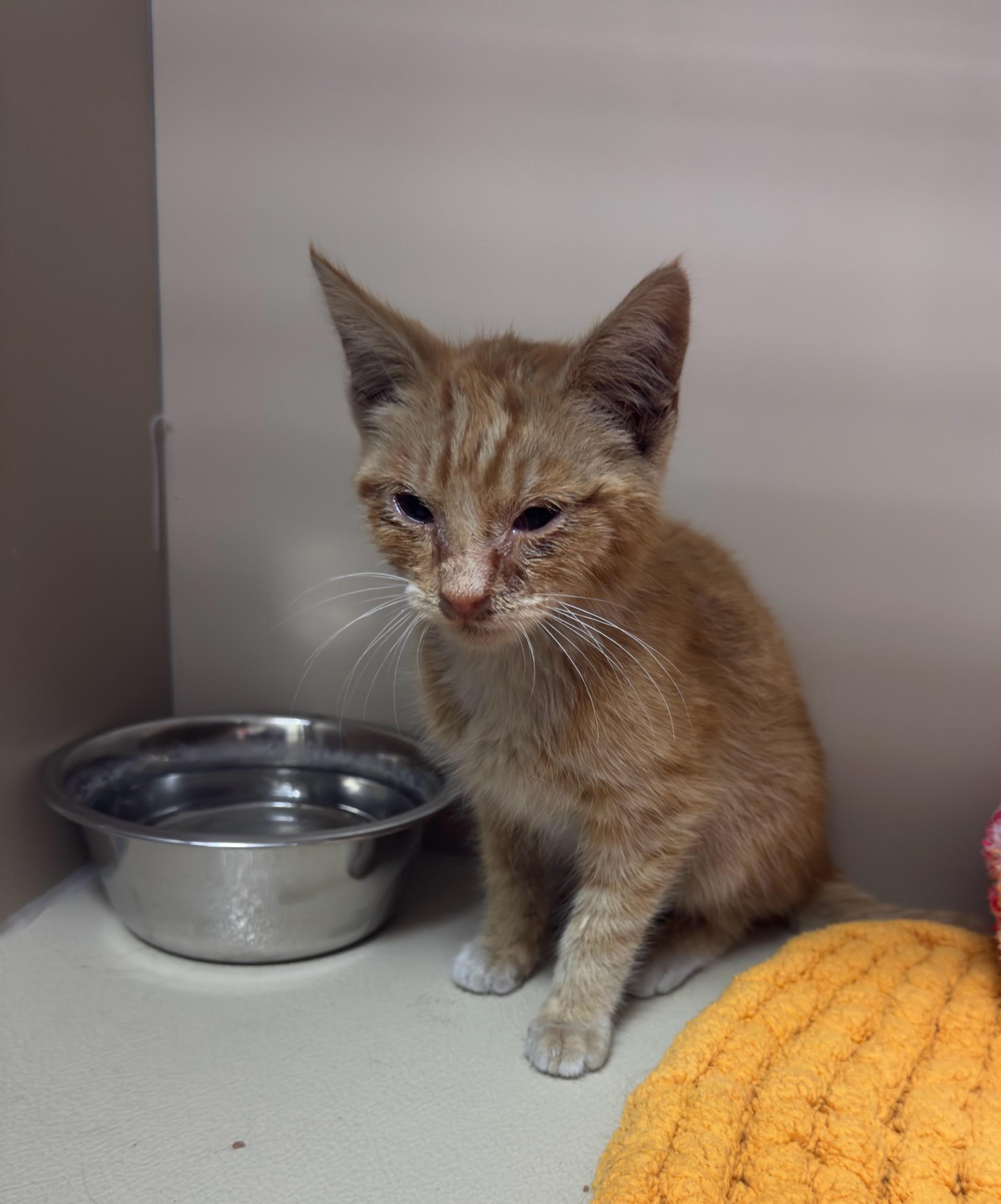 61453806, ADOPTABLE, Young Male Domestic Short Hair.