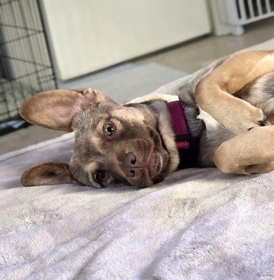 Spritz — thumbnail 2