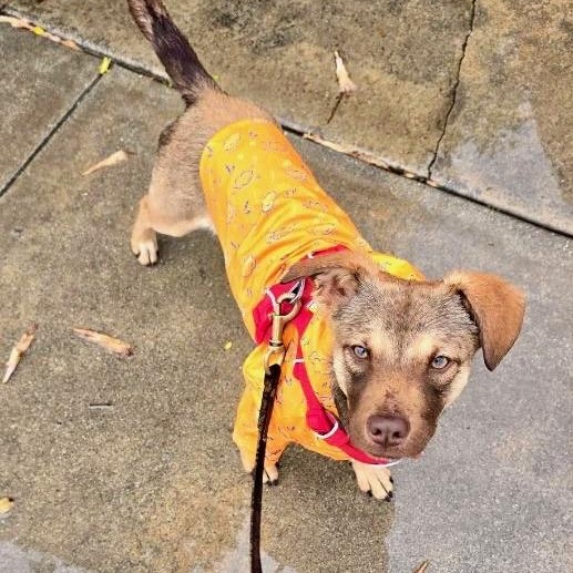 Spritz — thumbnail 4