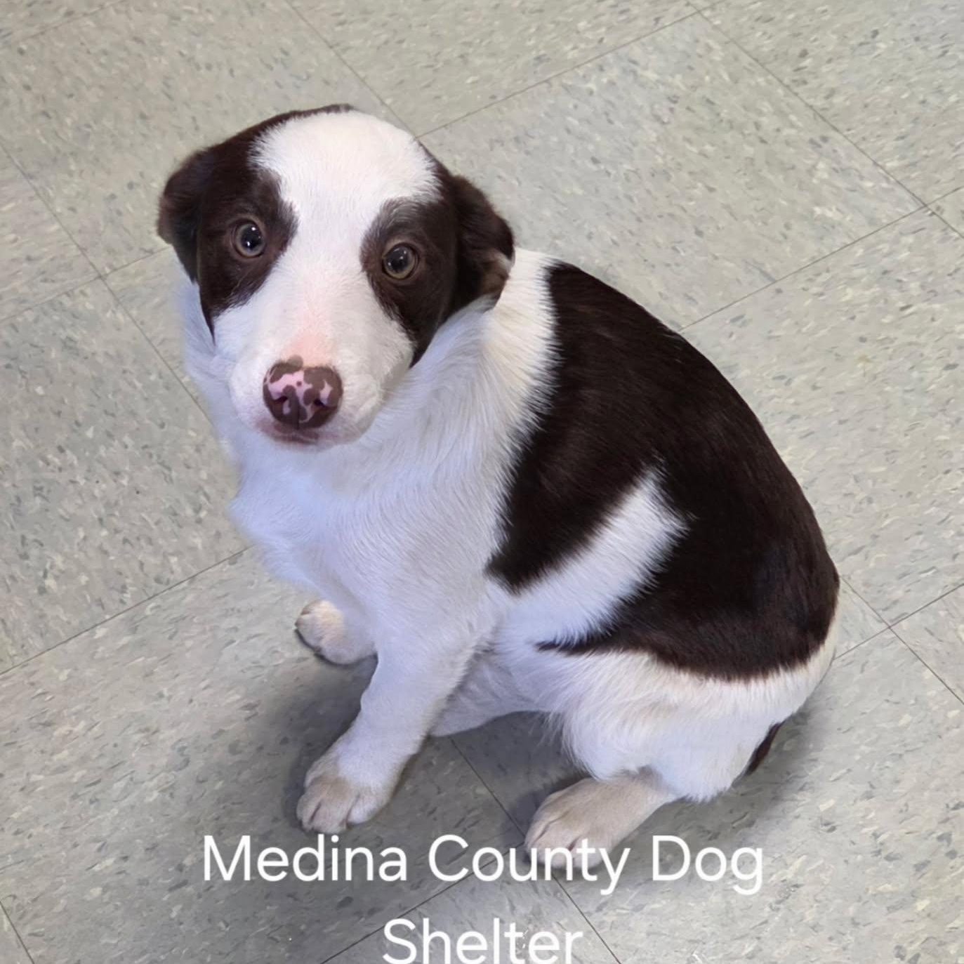 Blossom, adopted, Puppy Female Border Collie & Australian Cattle Dog / Blue Heeler.