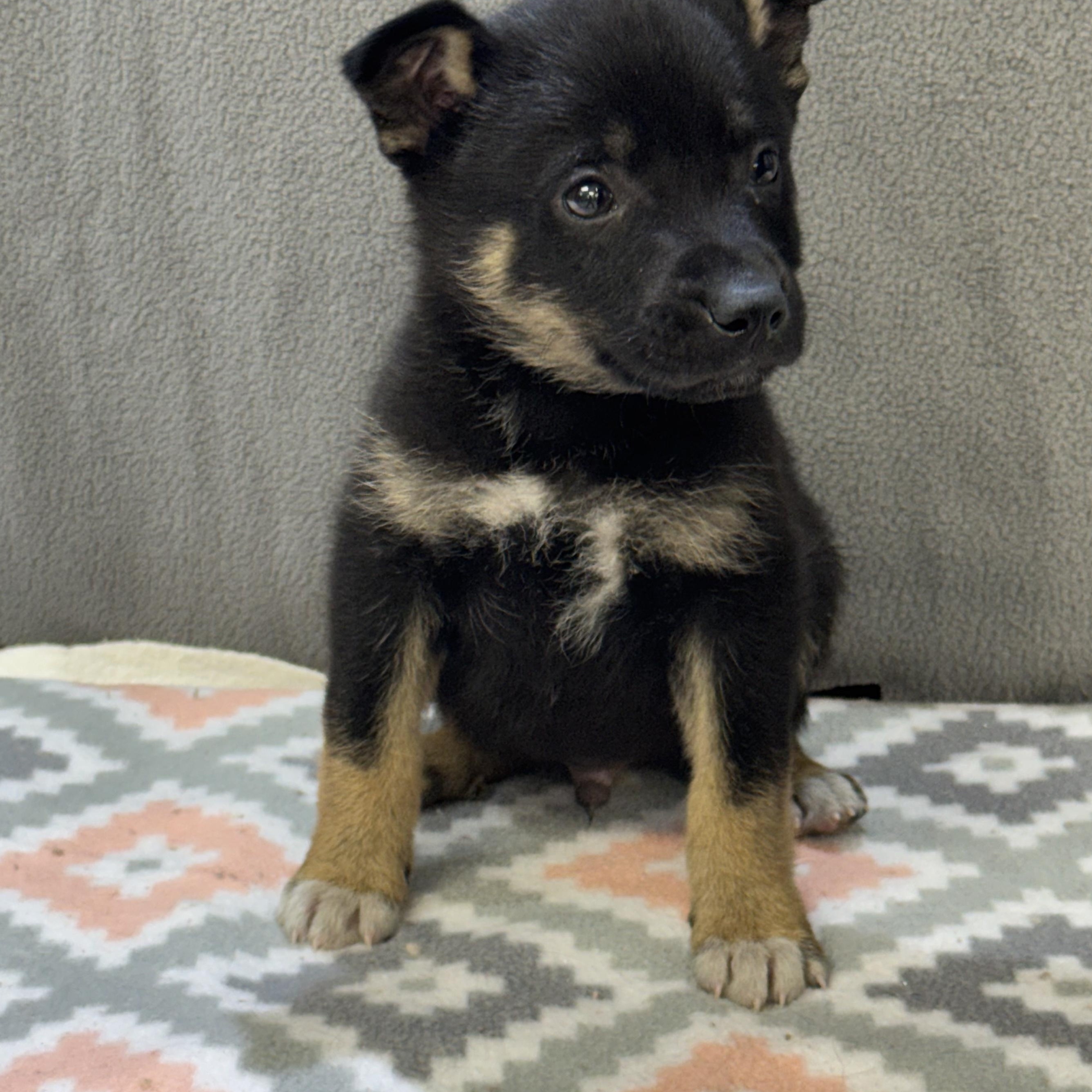 Enlarge Kevin, an adopted mixed breed in Maynardville, TN image 1/1