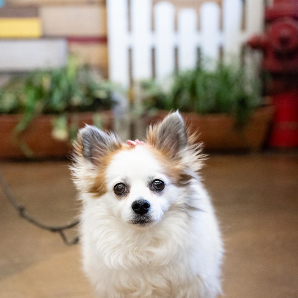 Cici, Adoptable, Senior Female Pomeranian.