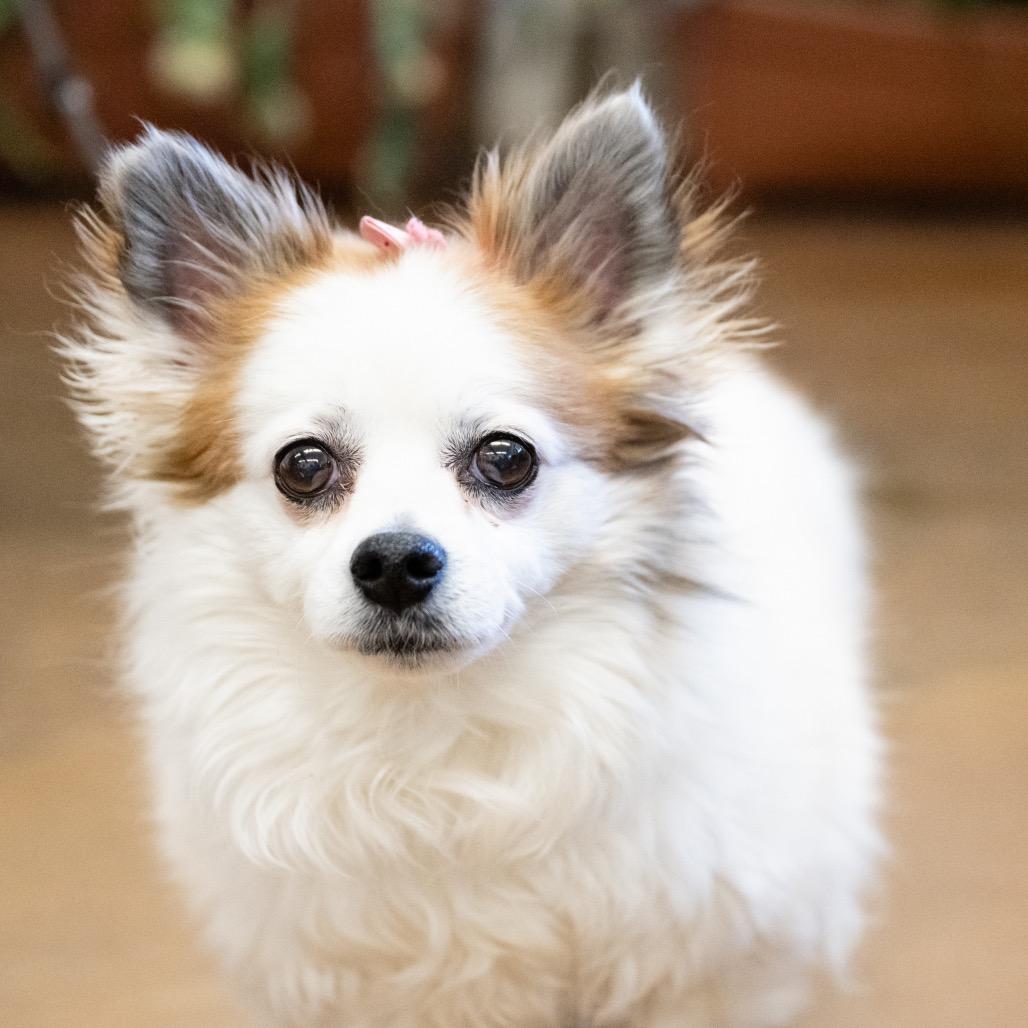 Enlarge Cici, a Adoptable Pomeranian in Blaine, MN image 2/3