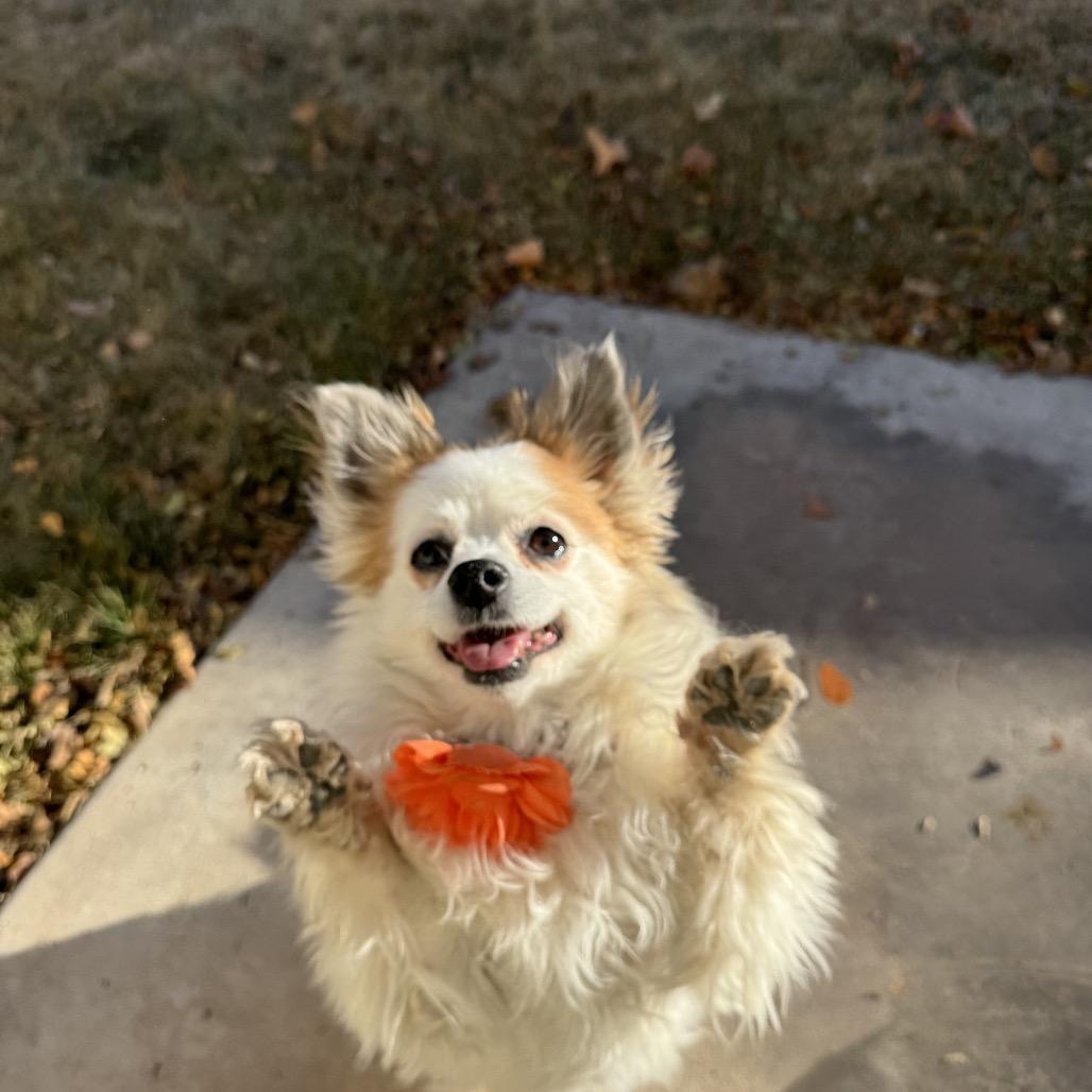 Enlarge Cici, a Adoptable Pomeranian in Blaine, MN image 3/3
