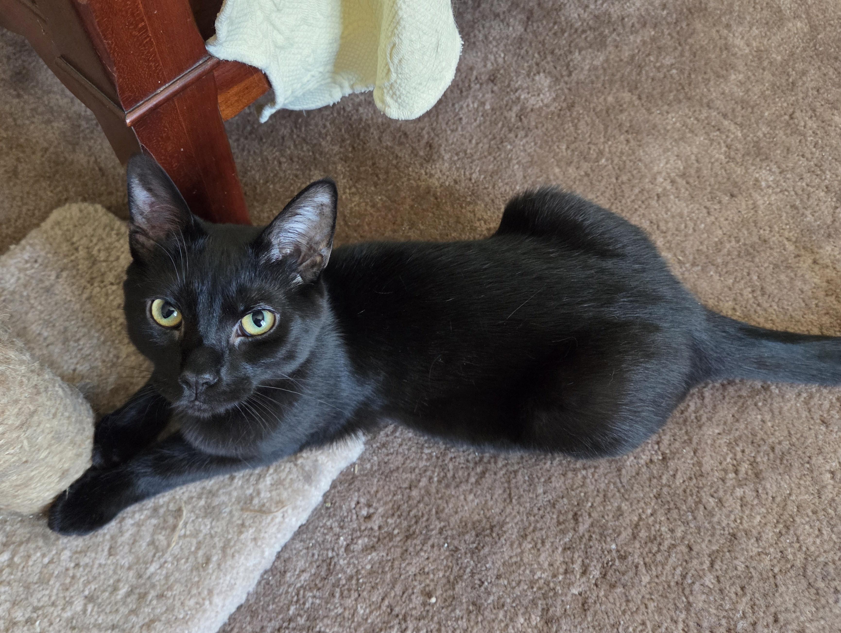 Enlarge Bindi, a ADOPTABLE Domestic Short Hair in Butler, PA image 1/2