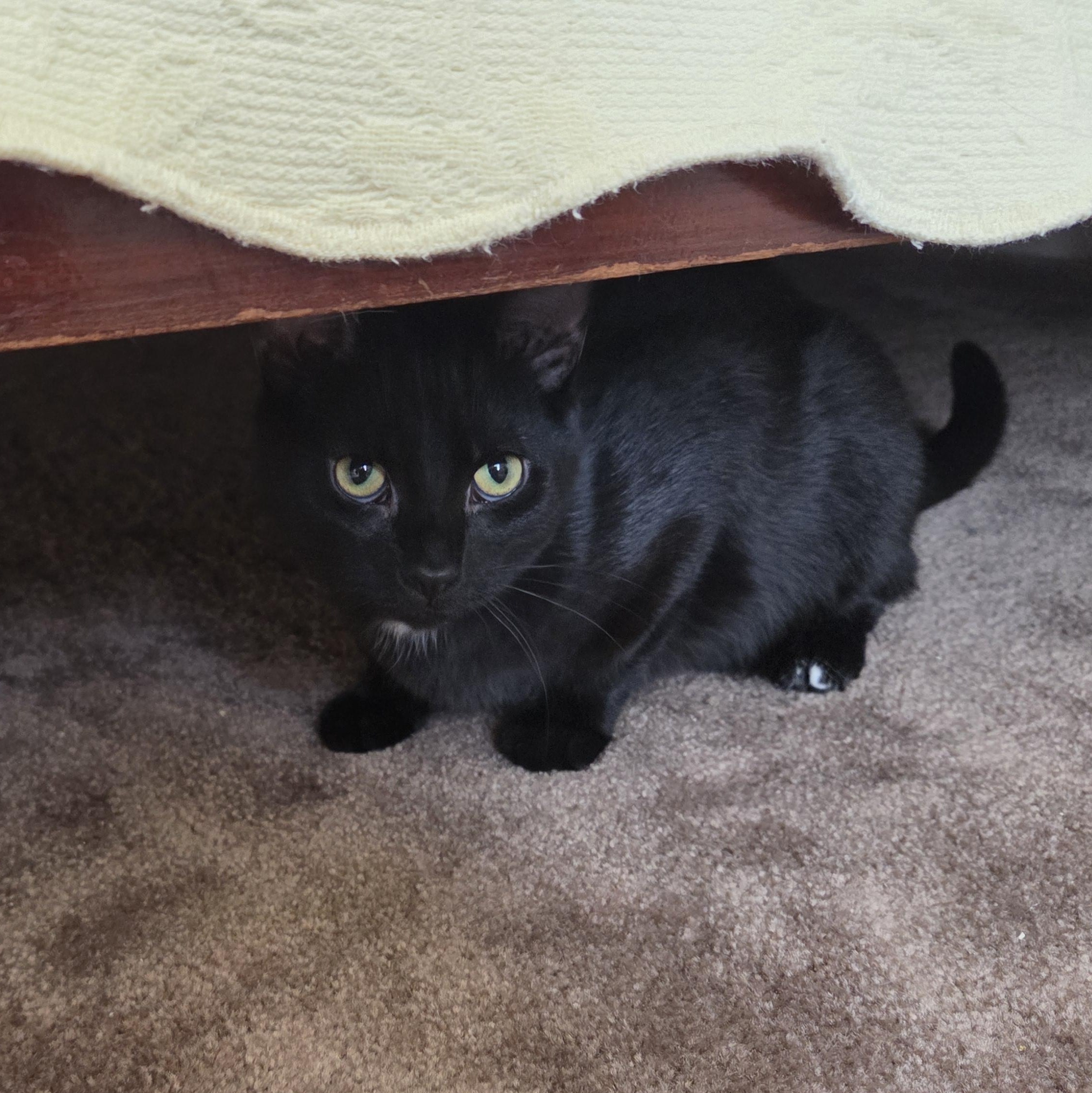 Enlarge Bindi, a ADOPTABLE Domestic Short Hair in Butler, PA image 2/2