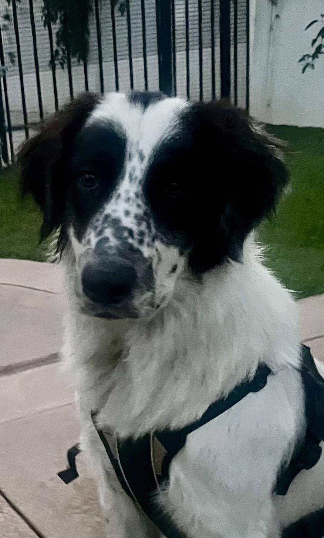 Paris, a Adopted mixed breed in North Hollywood, CA image 5/5