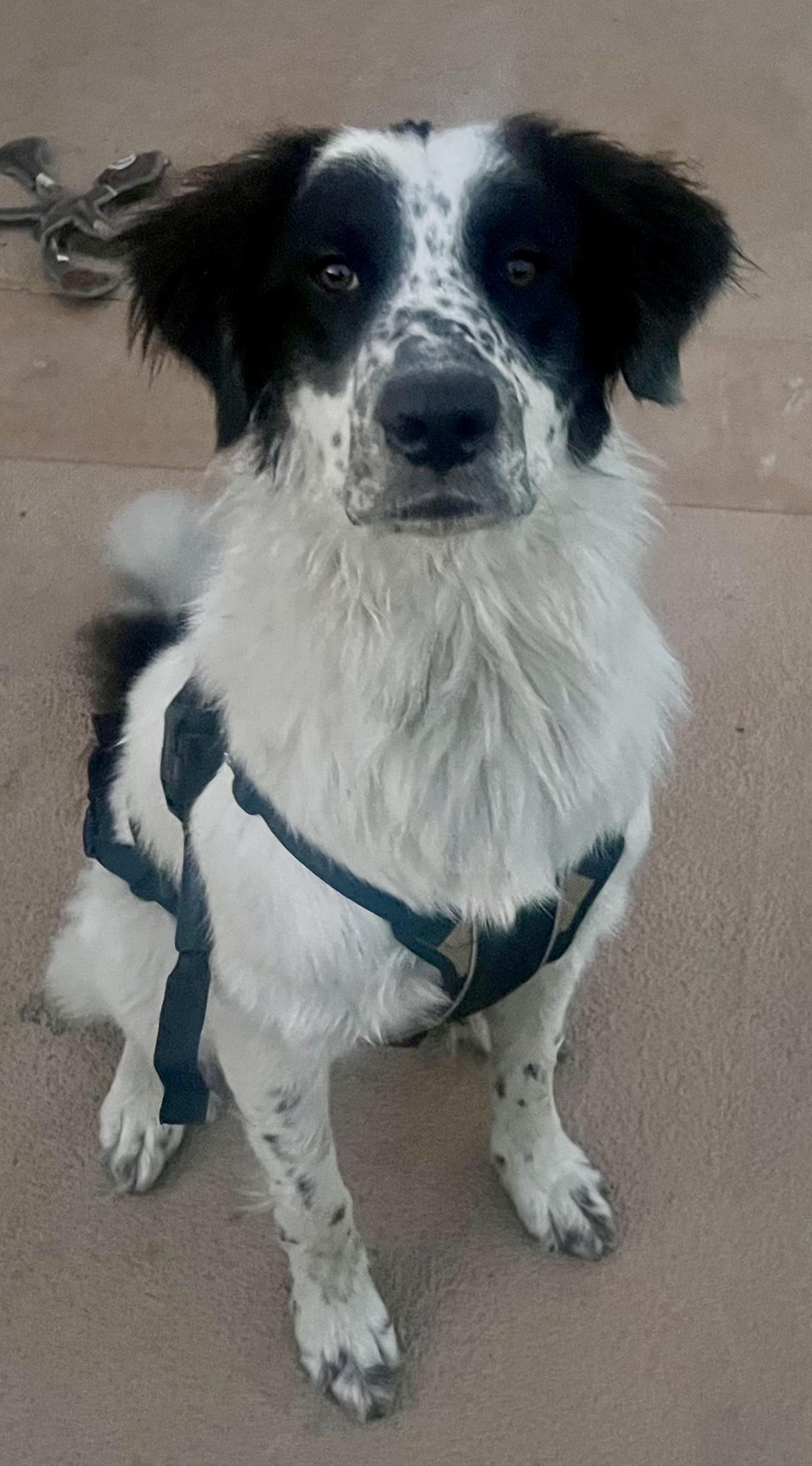 Paris, a Adopted mixed breed in North Hollywood, CA image 2/5