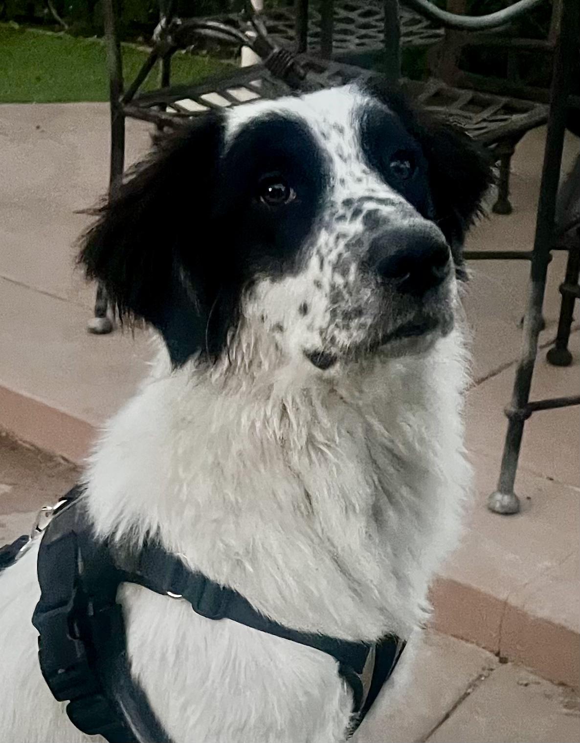 Paris, Adopted, Young Female Great Pyrenees.