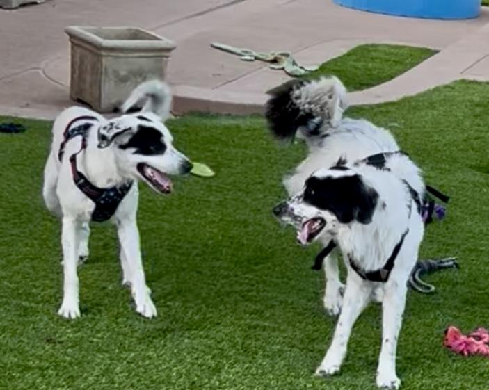 Paris, a Adopted mixed breed in North Hollywood, CA image 4/5