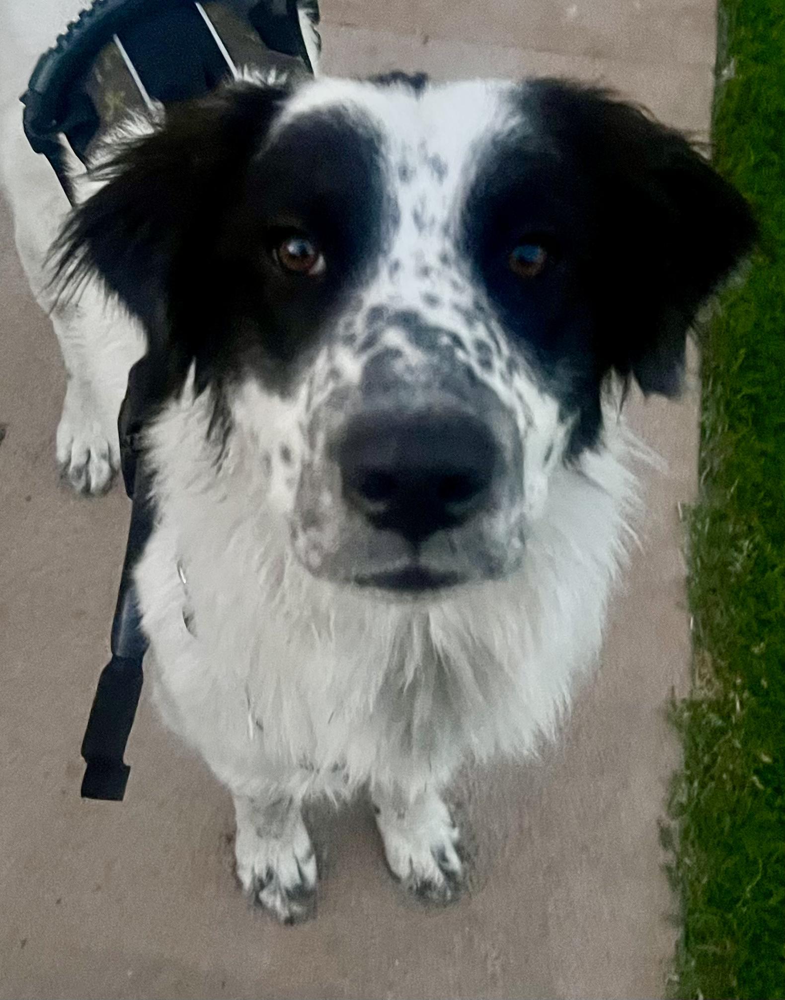 Paris, a Adopted mixed breed in North Hollywood, CA image 3/5