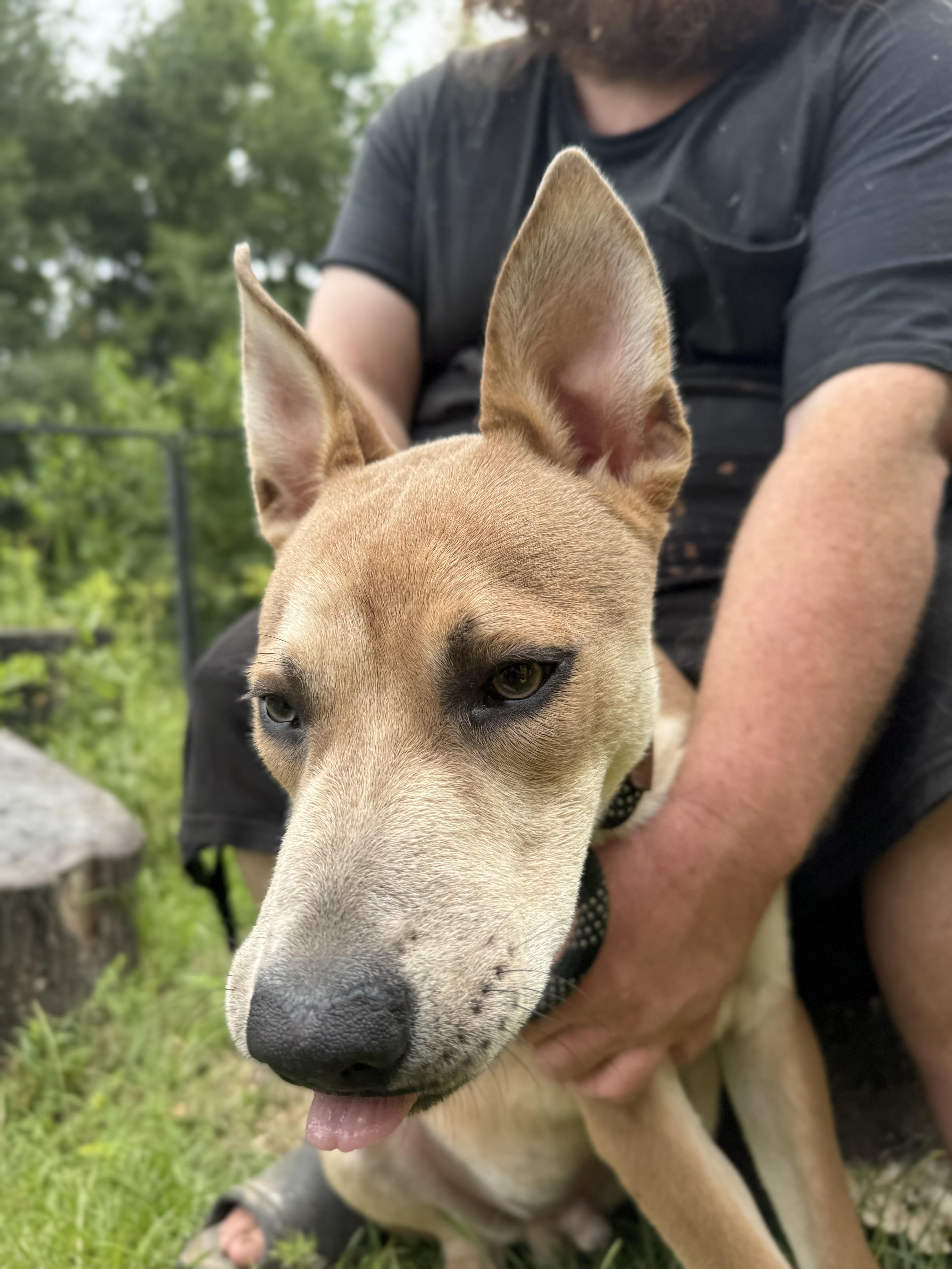 DIESEL - Sponsored Adoption Fee!!, a Adoptable mixed breed in West Dover, VT image 2/5