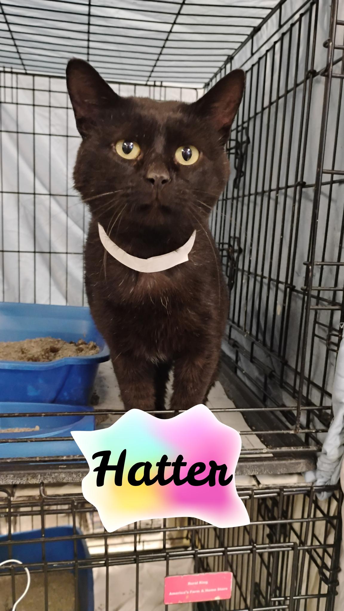 Hatter