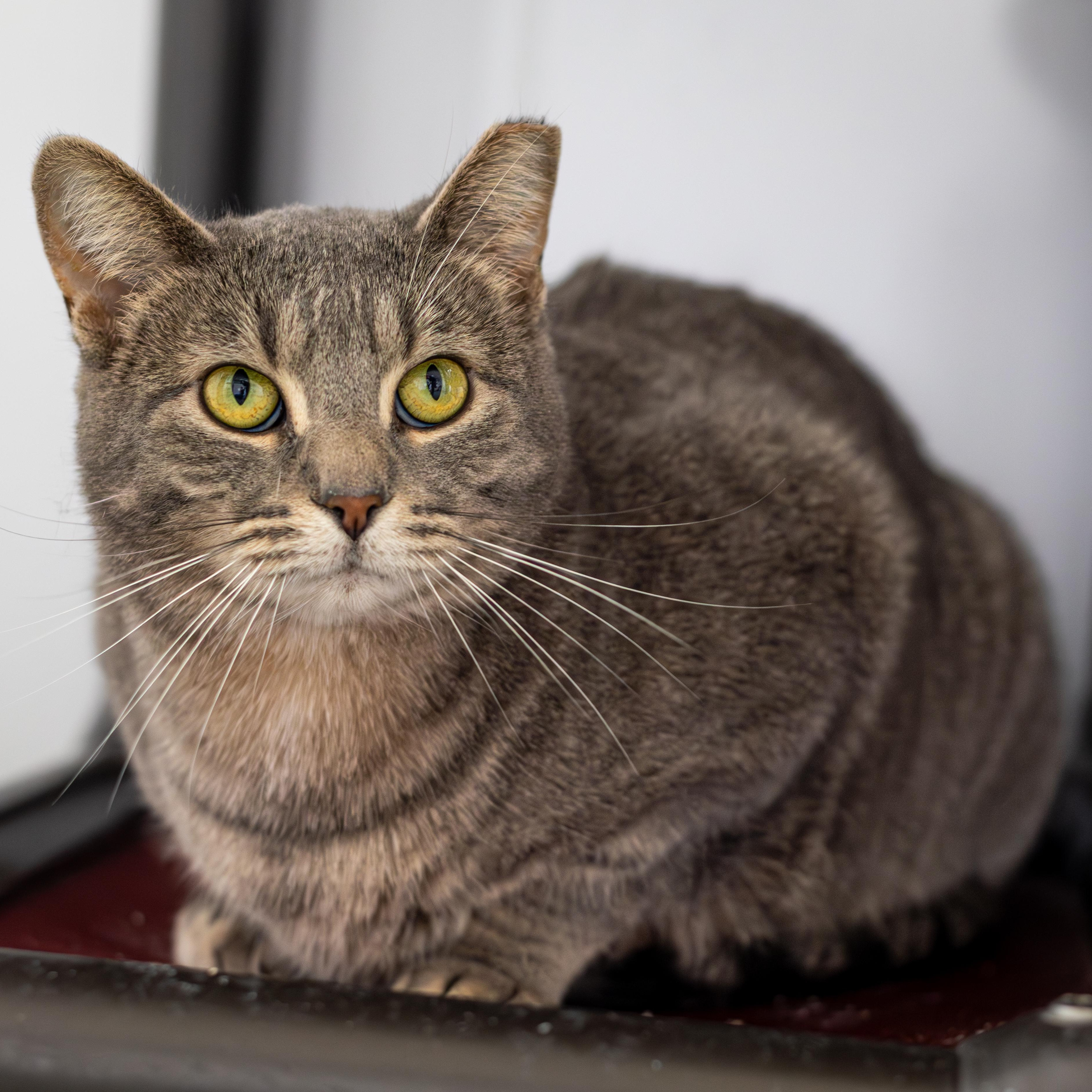 Enlarge Arborio (bonded with Quinoa), a Adoptable Domestic Short Hair in Richland Center, WI image 2/6