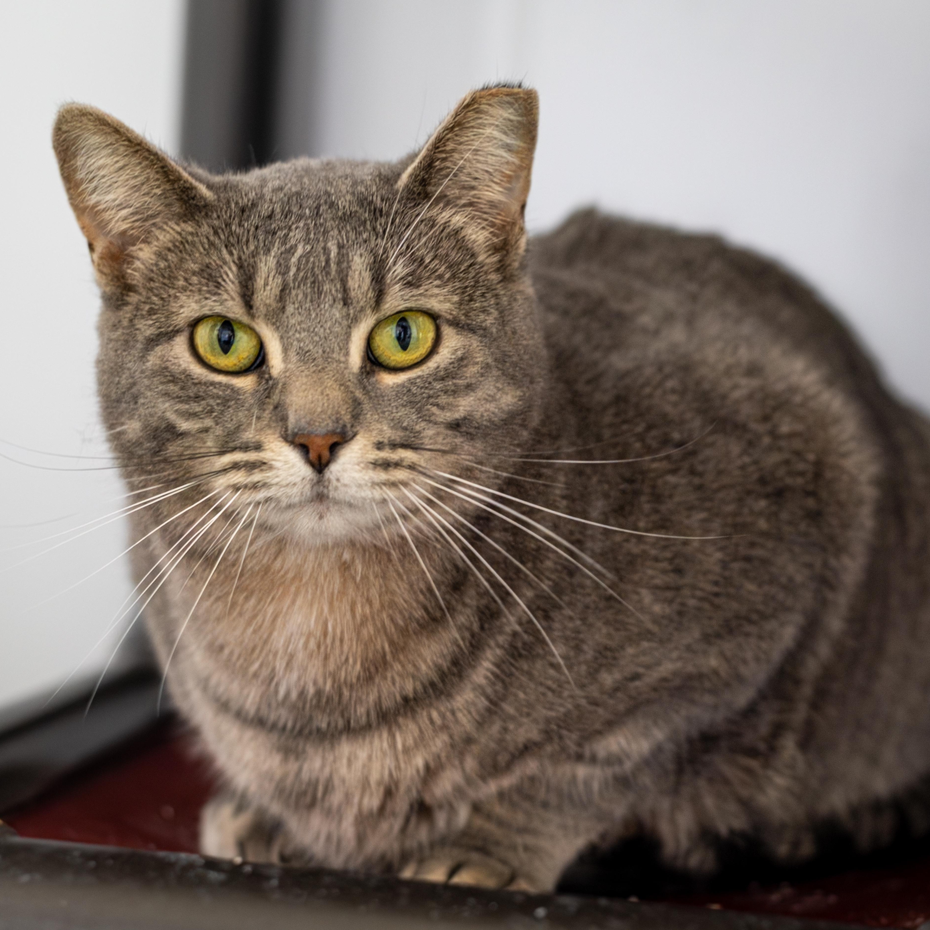Enlarge Arborio (bonded with Quinoa), a Adoptable Domestic Short Hair in Richland Center, WI image 1/6