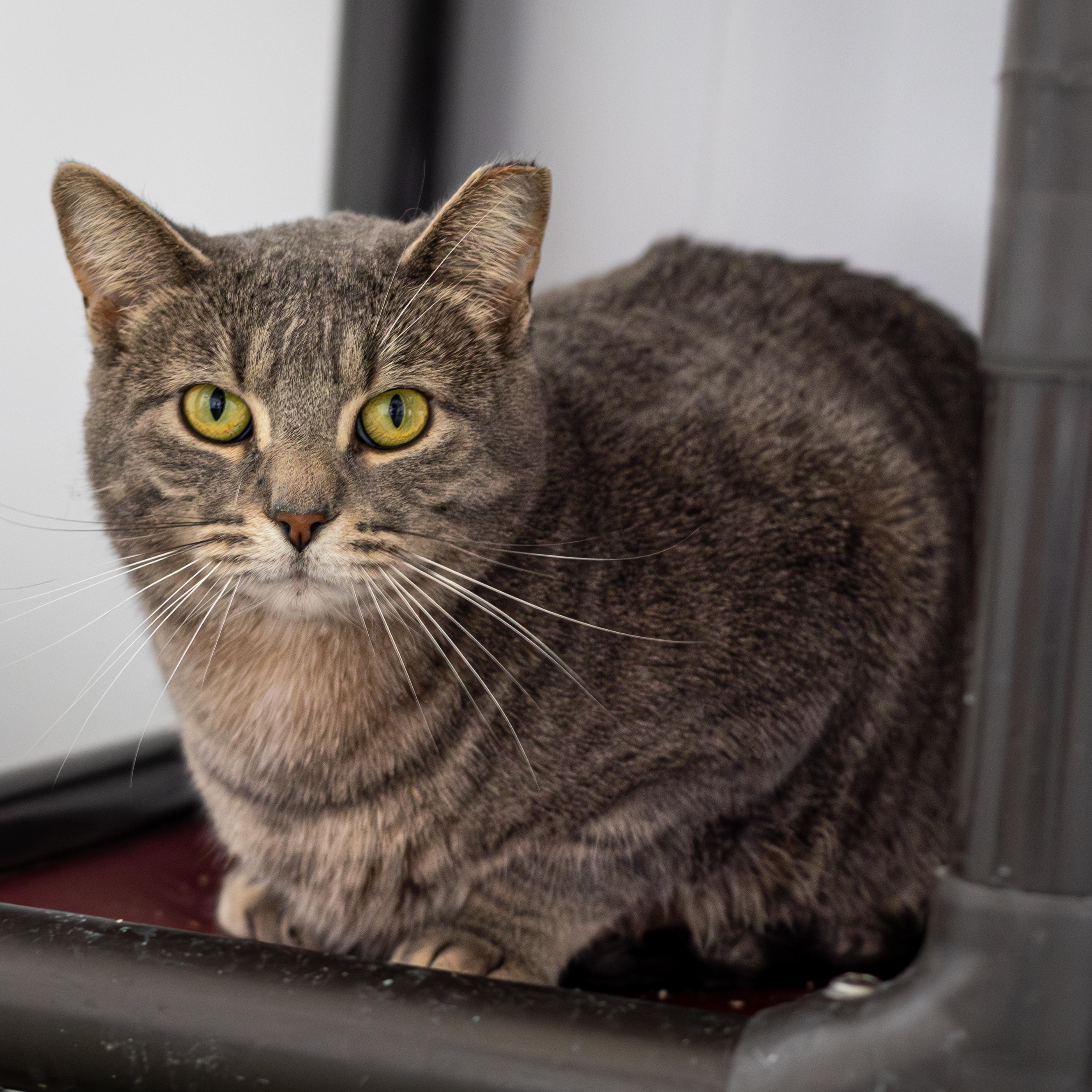 Enlarge Arborio (bonded with Quinoa), a Adoptable Domestic Short Hair in Richland Center, WI image 3/6
