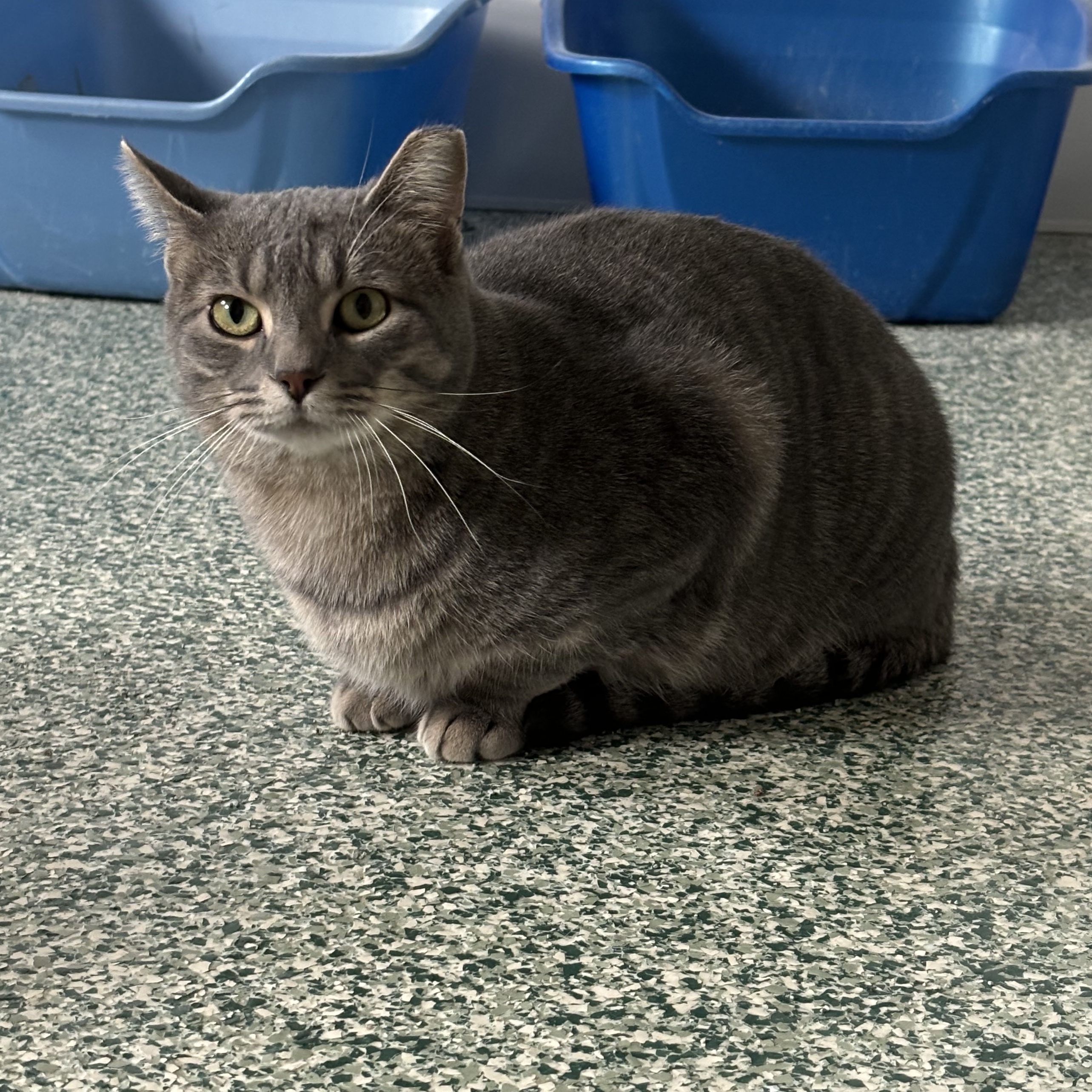 Enlarge Arborio (bonded with Quinoa), a Adoptable Domestic Short Hair in Richland Center, WI image 6/6