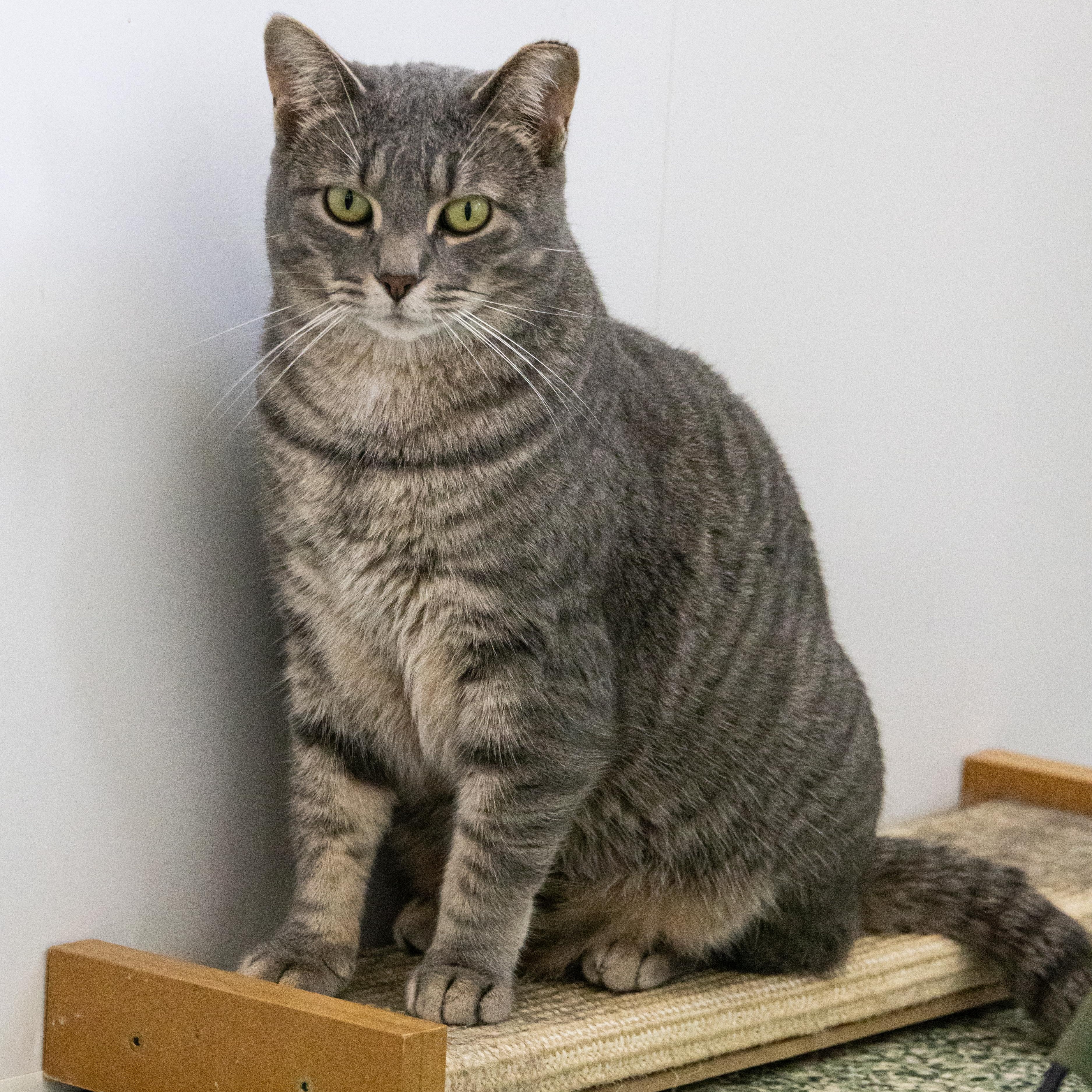 Enlarge Arborio (bonded with Quinoa), a Adoptable Domestic Short Hair in Richland Center, WI image 4/6