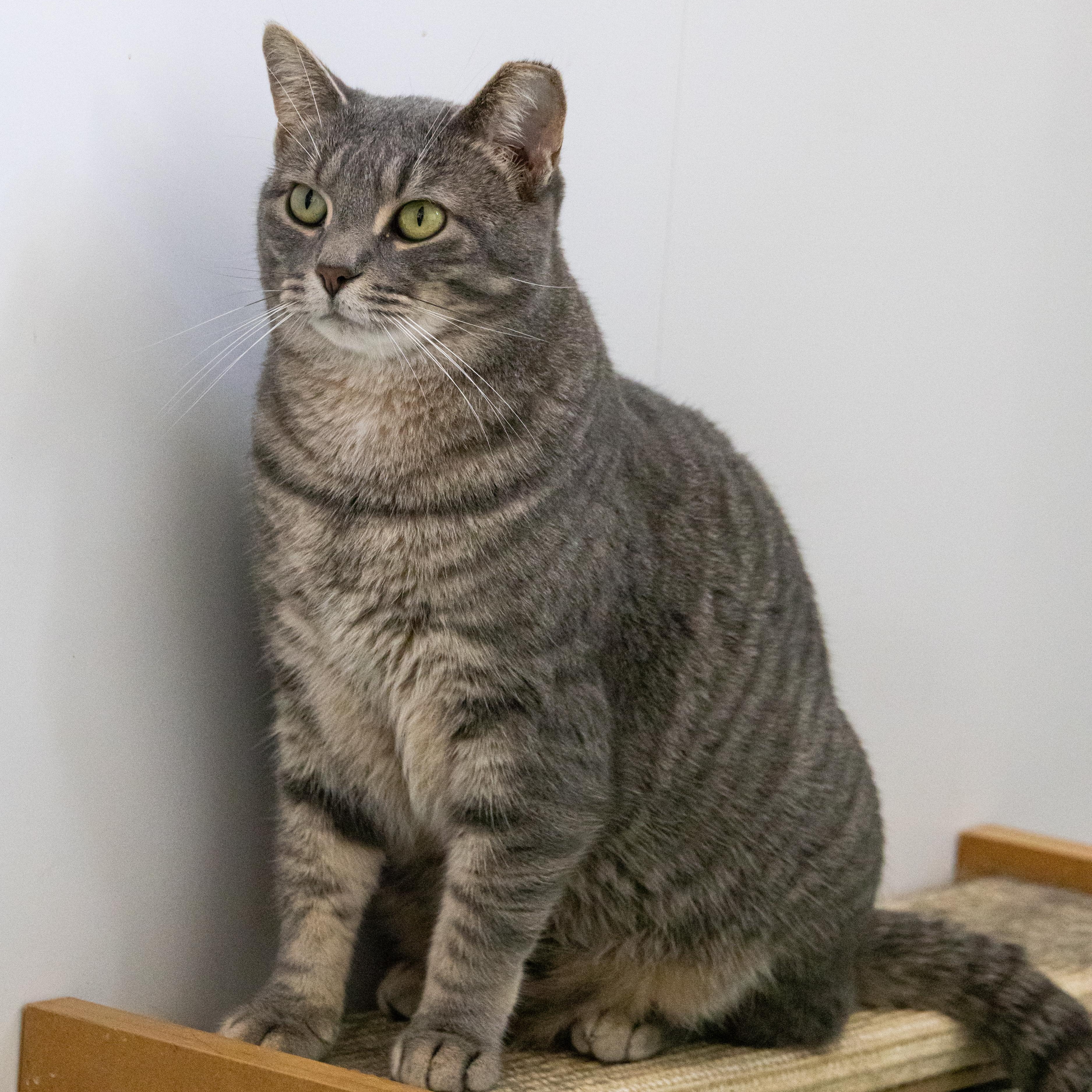 Enlarge Arborio (bonded with Quinoa), a Adoptable Domestic Short Hair in Richland Center, WI image 5/6