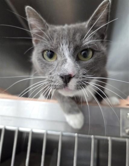 HORIZON, Adoptable, Young Female Domestic Short Hair.