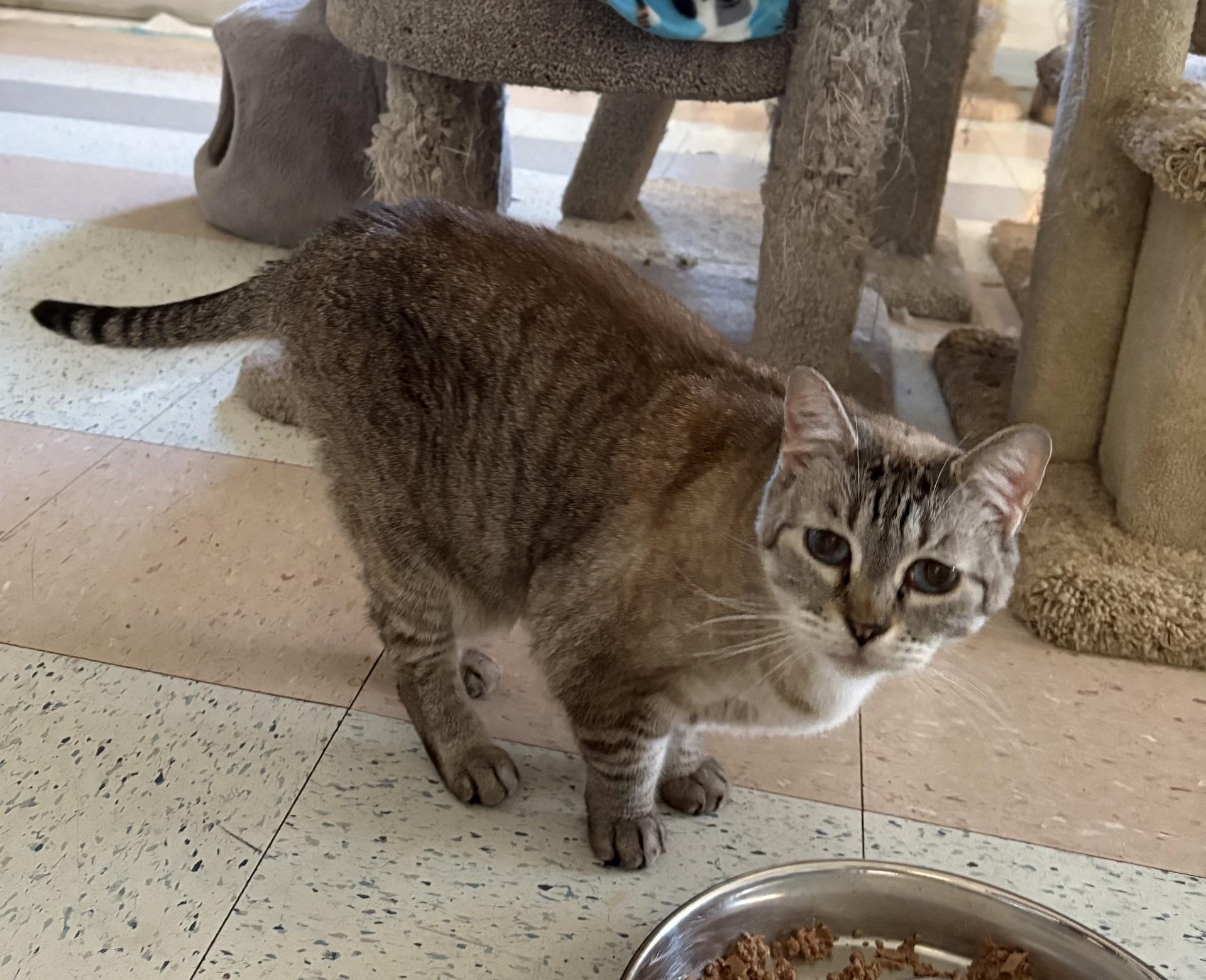Lucy, Adopted, Senior Female Domestic Short Hair & Siamese.