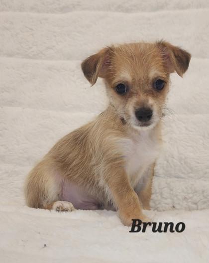 Bruno
