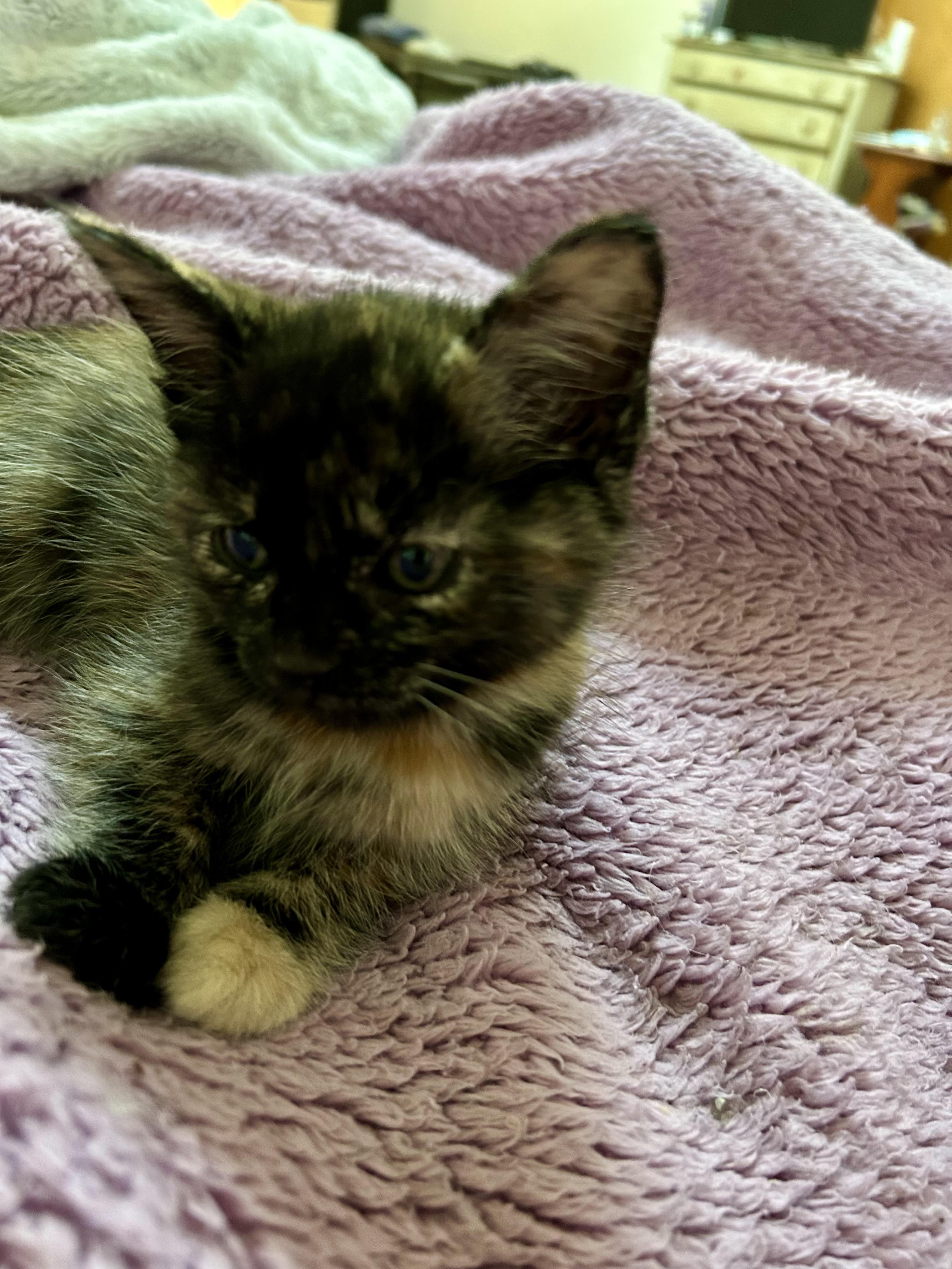 Enlarge Misty's Babies (Deebe, Jet, Miley and Mickey), a Adoptable Domestic Short Hair in Aurora, IL image 8/9