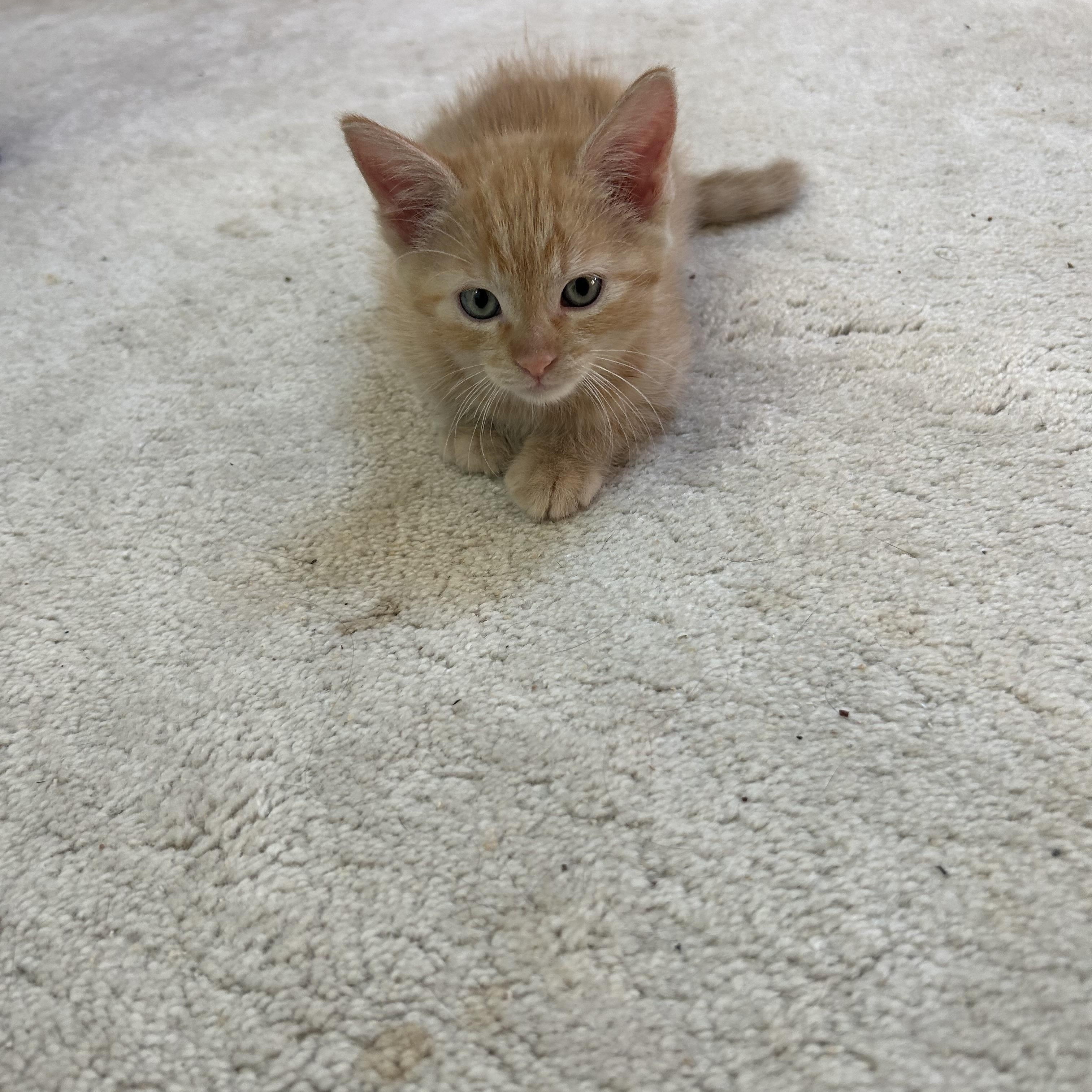 Enlarge Misty's Babies (Deebe, Jet, Miley and Mickey), a Adoptable Domestic Short Hair in Aurora, IL image 6/9