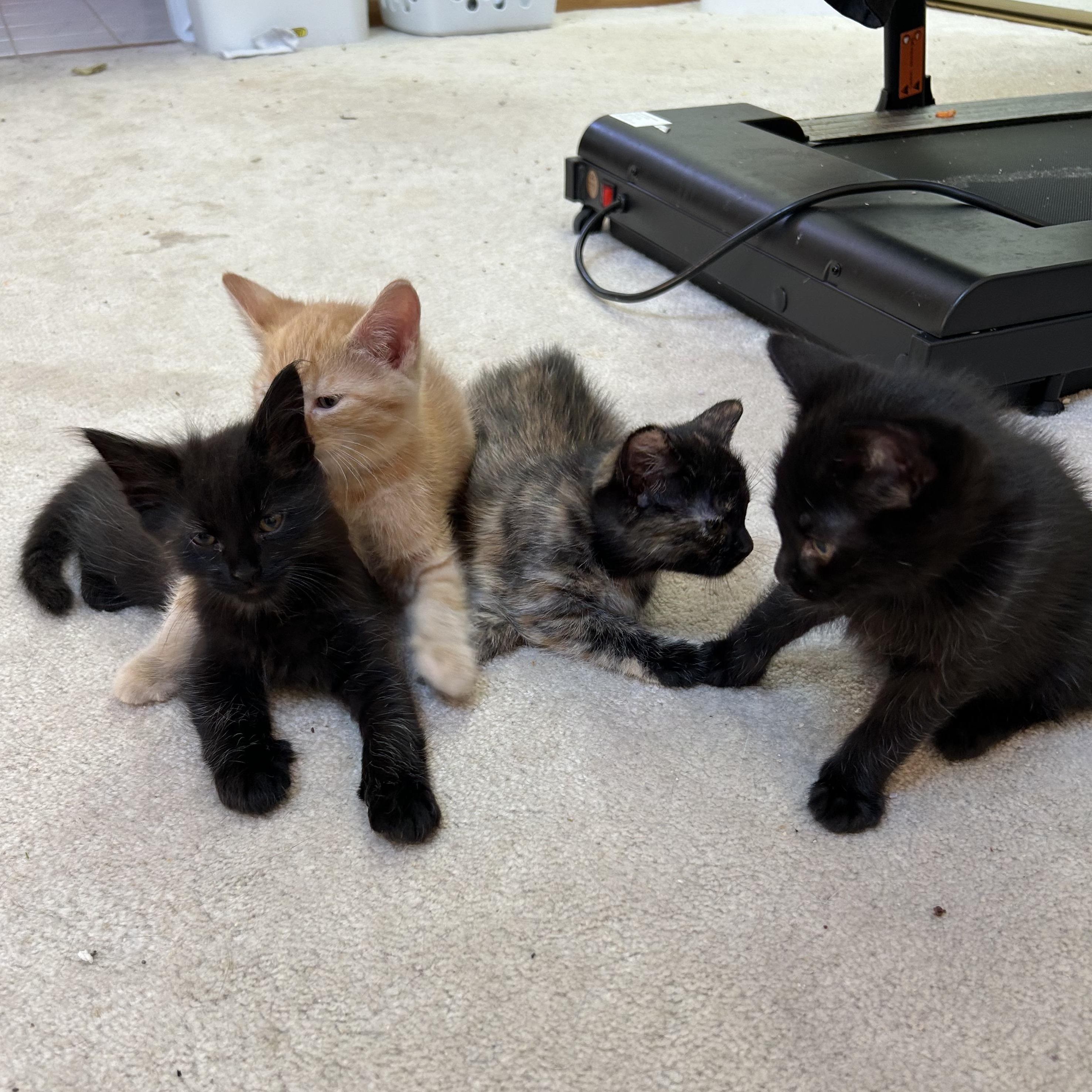 Enlarge Misty's Babies (Deebe, Jet, Miley and Mickey), a Adoptable Domestic Short Hair in Aurora, IL image 1/9