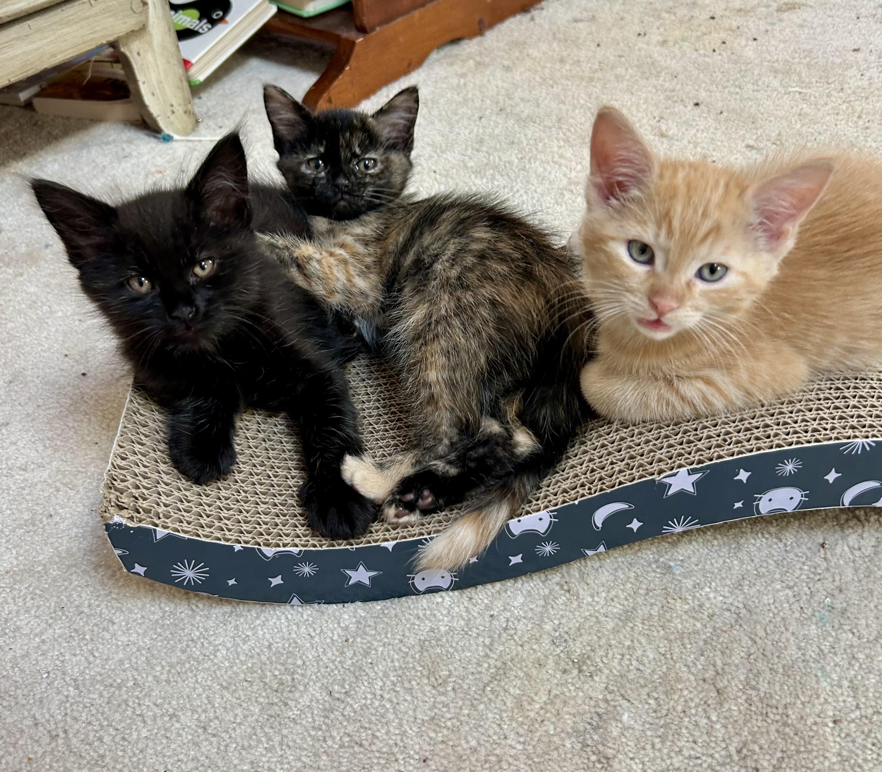 Misty's Babies (Deebe, Jet, Miley and Mickey), adopted, Kitten Male Domestic Short Hair.