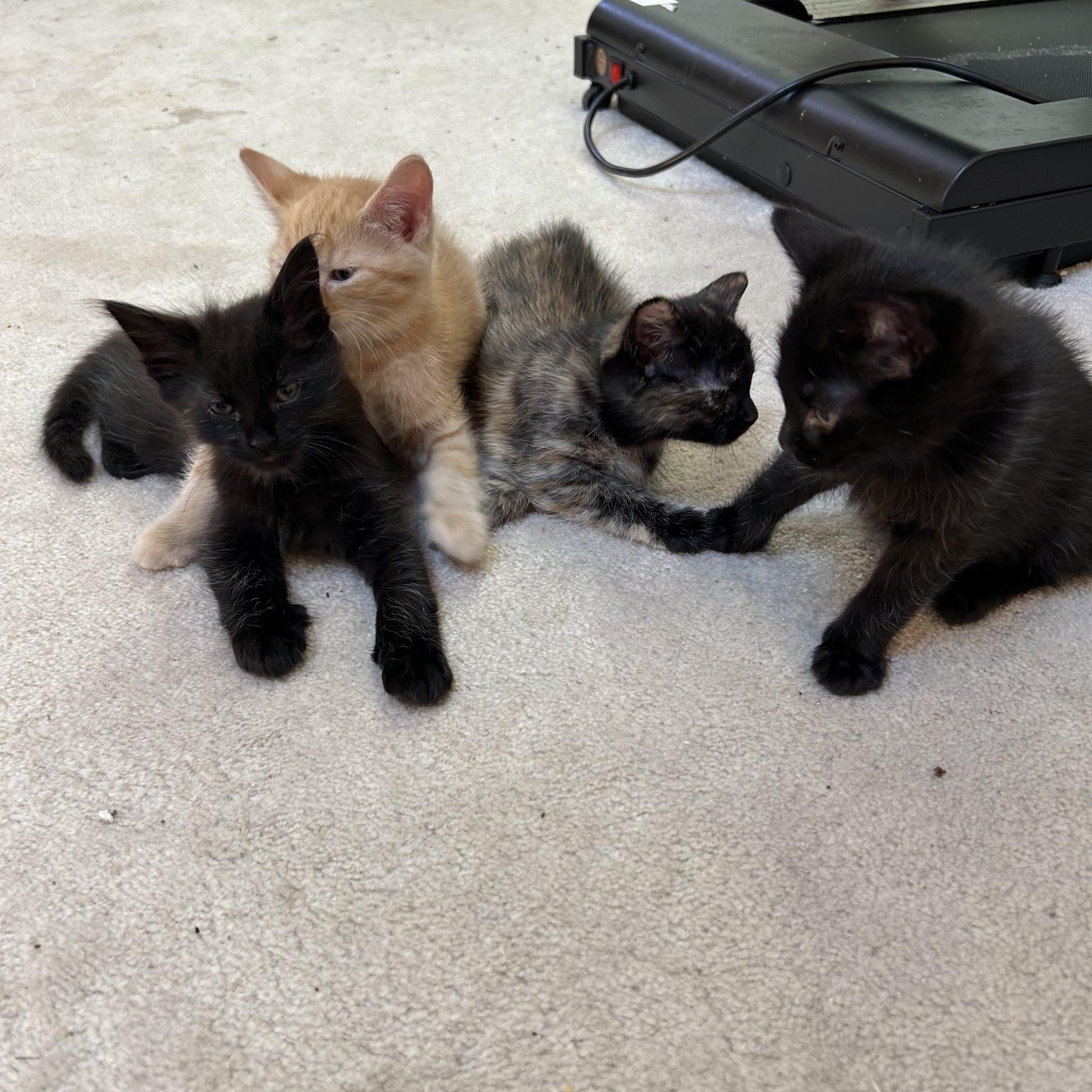 Enlarge Misty's Babies (Deebe, Jet, Miley and Mickey), a Adoptable Domestic Short Hair in Aurora, IL image 7/9