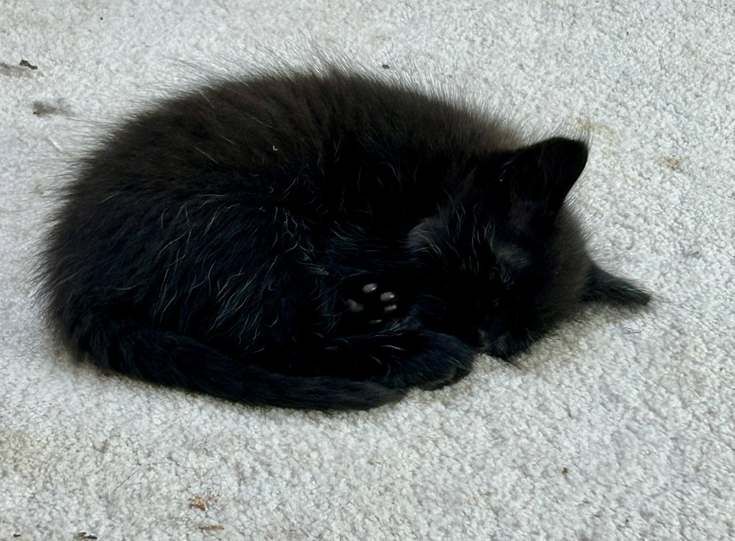 Enlarge Misty's Babies (Deebe, Jet, Miley and Mickey), a Adoptable Domestic Short Hair in Aurora, IL image 4/9