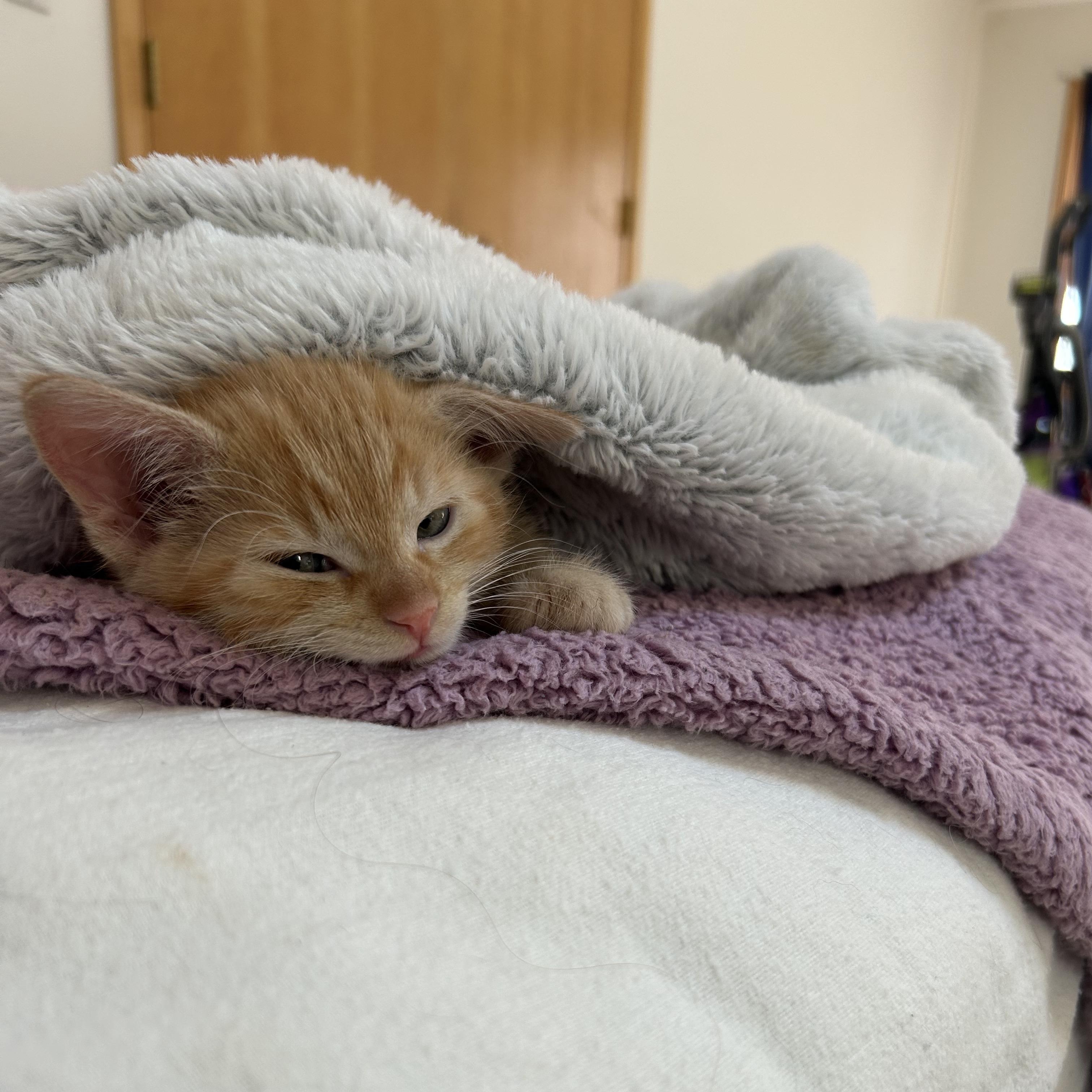 Misty's Babies (Deebe, Jet, Miley and Mickey)