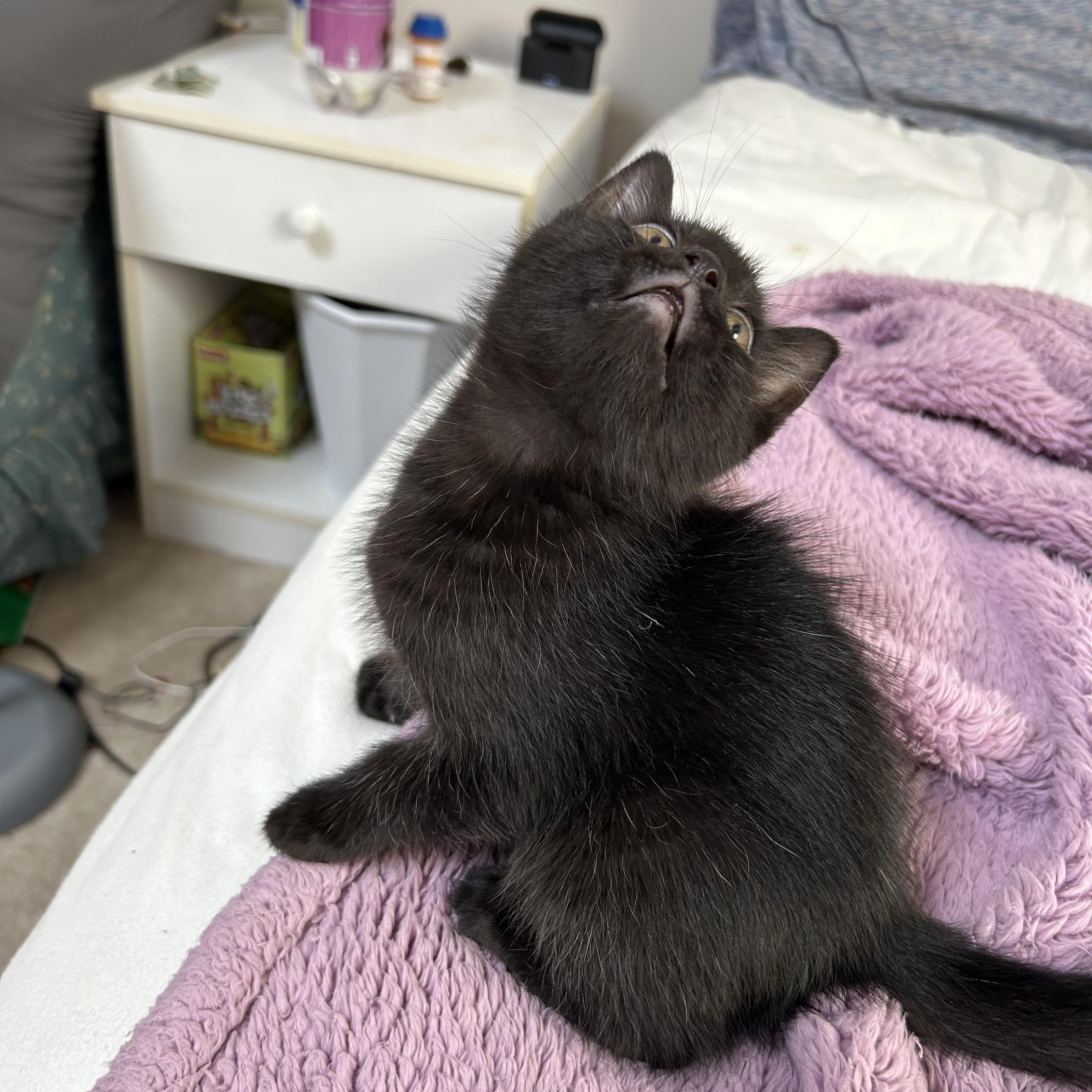 Enlarge Misty's Babies (Deebe, Jet, Miley and Mickey), a Adoptable Domestic Short Hair in Aurora, IL image 9/9