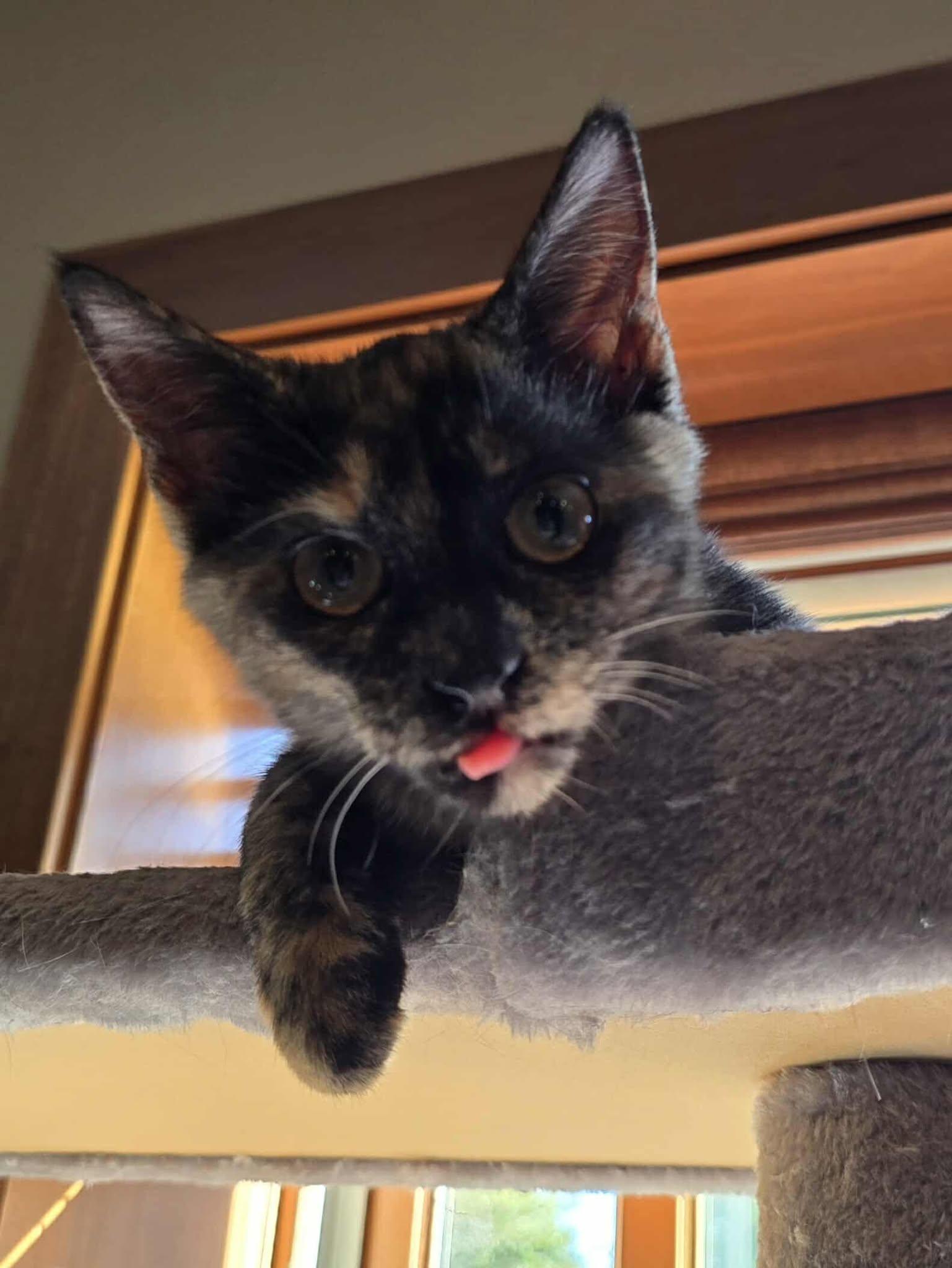 Myka, an adoptable Tortoiseshell in Sioux Falls, SD, 57101 | Photo Image 4