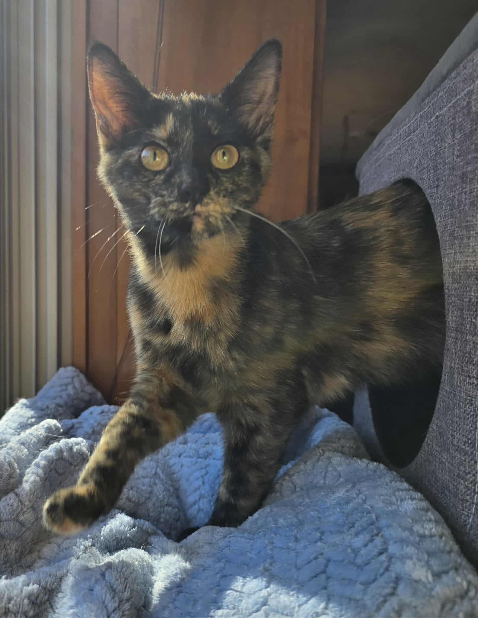 Myka, an adoptable Tortoiseshell in Sioux Falls, SD, 57101 | Photo Image 3