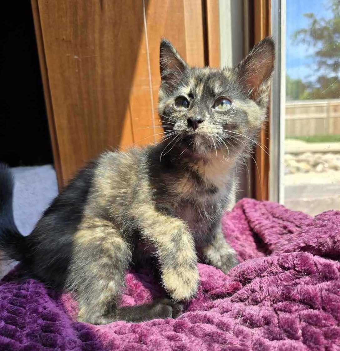 Myka, Baby Female unknown