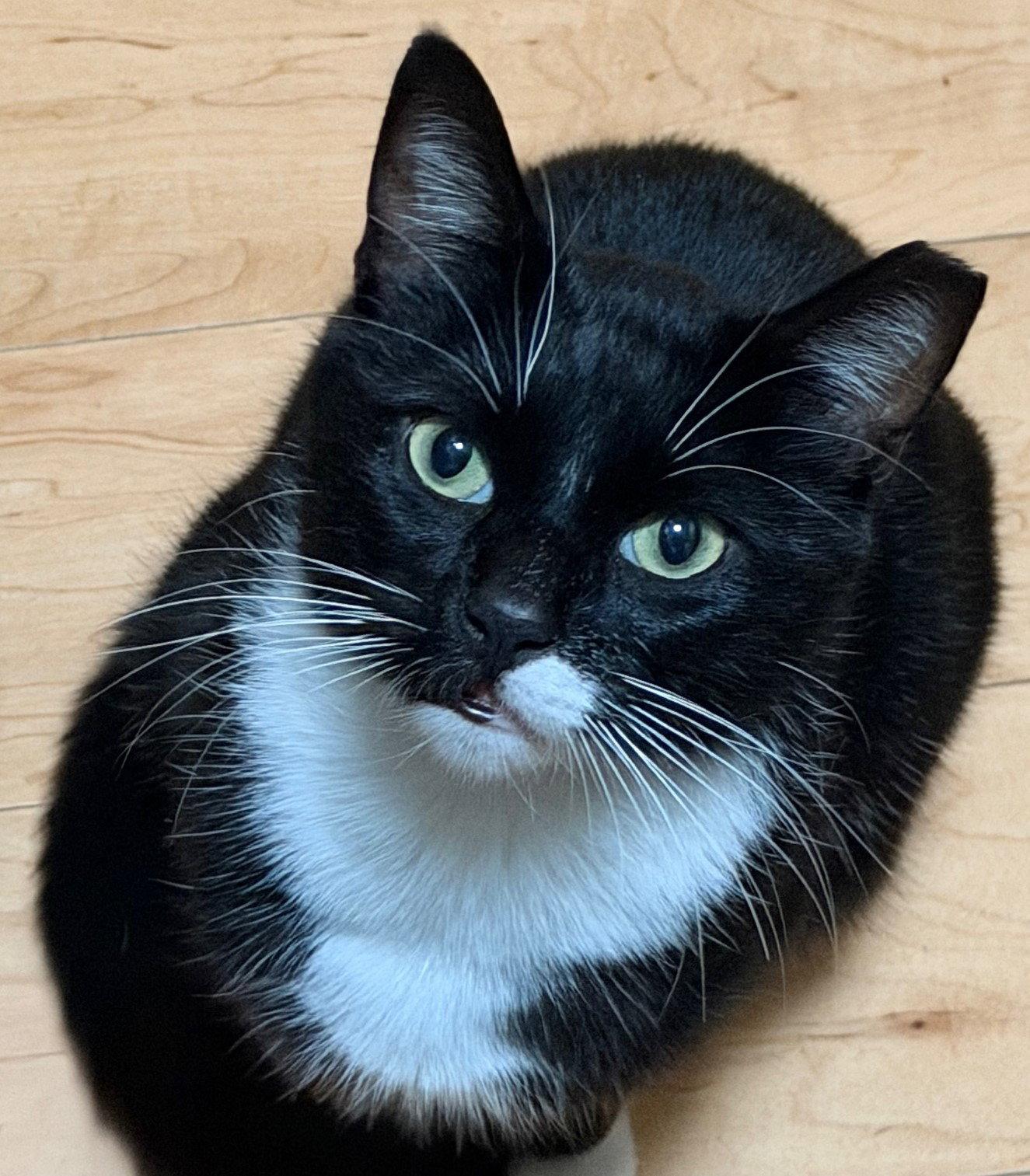 Oreo, Adopted, Adult Male Tuxedo.
