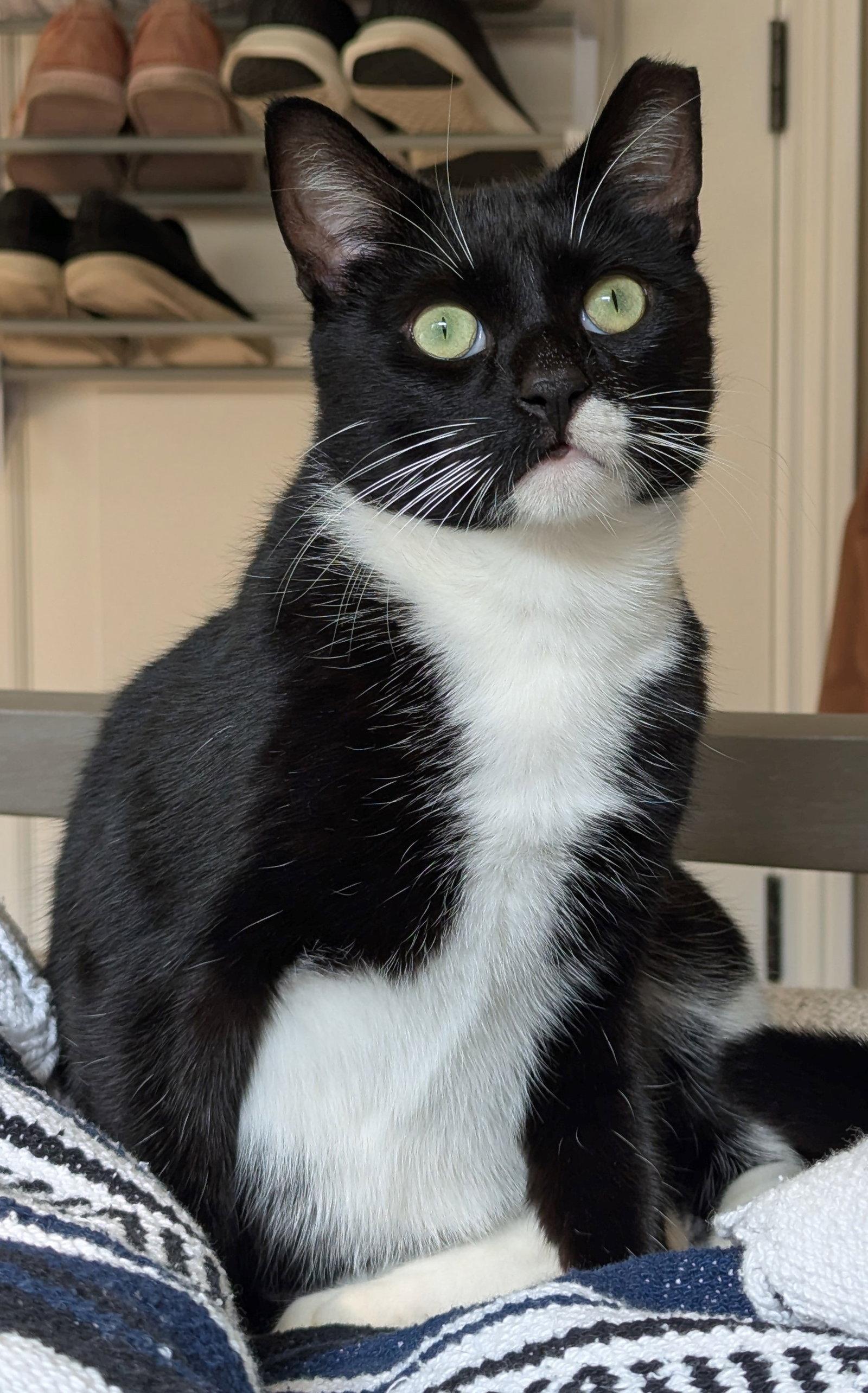 Enlarge Oreo, a Adopted Tuxedo in Palo Alto, CA image 2/3
