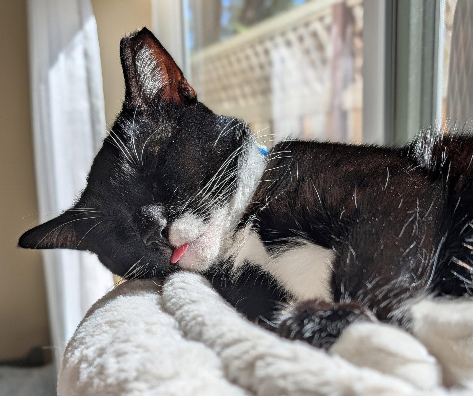 Enlarge Oreo, a Adopted Tuxedo in Palo Alto, CA image 3/3