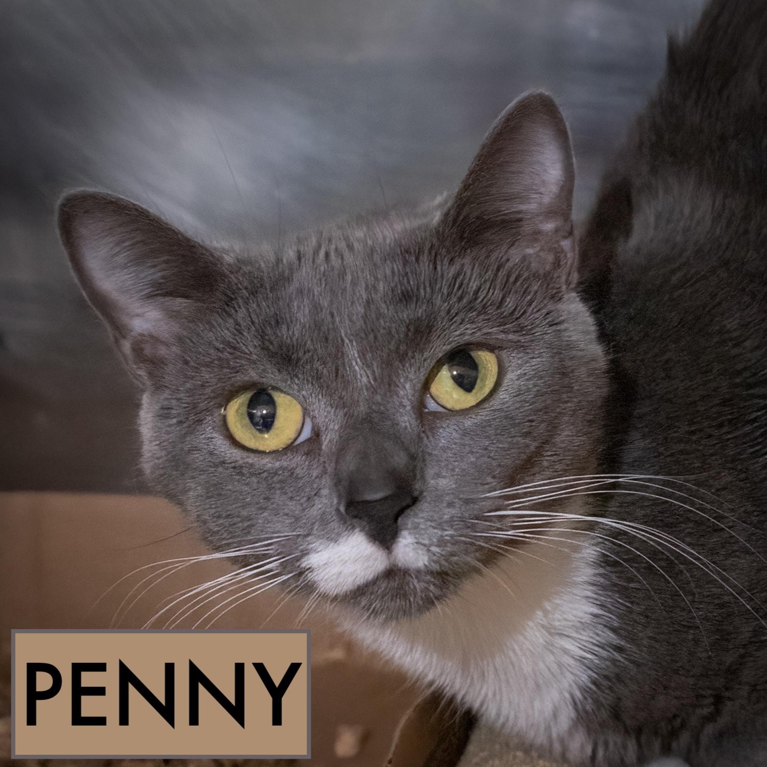 Penny (FCID# 07/15/2025 - 576 Trainer)