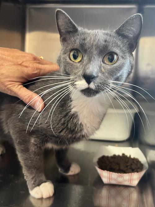 Penny (FCID# 07/15/2025 - 576 Trainer)