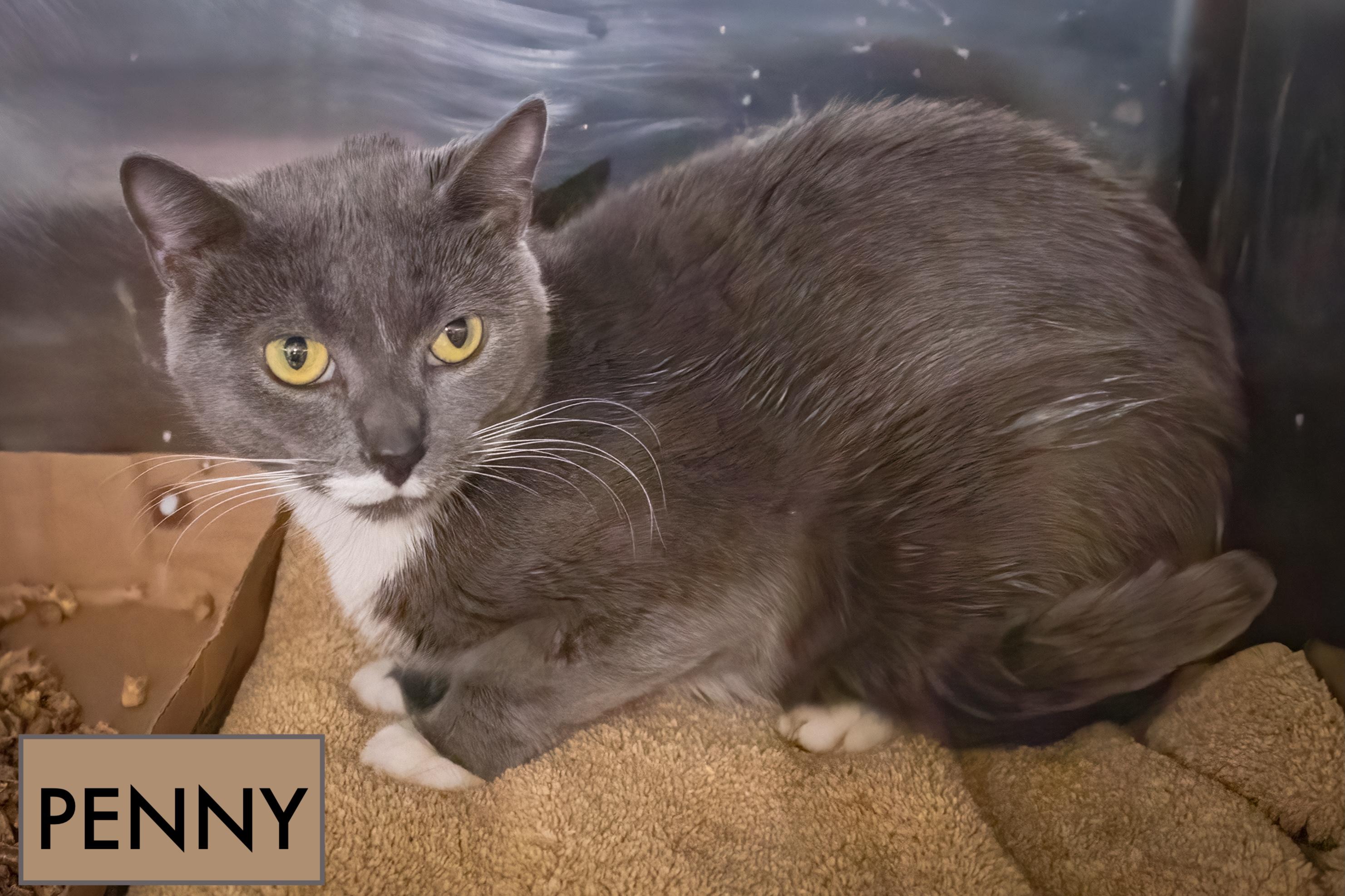 Penny (FCID# 07/15/2025 - 576 Trainer)