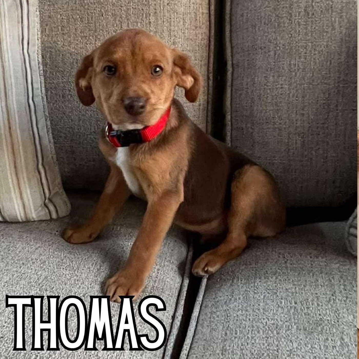 Thomas, Adoptable, Puppy Male Pit Bull Terrier.