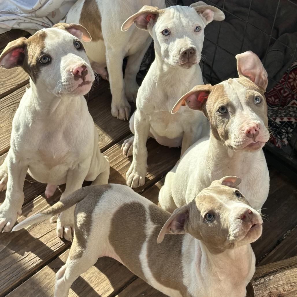 Aspen, Adoptable, Young Female Pit Bull Terrier.