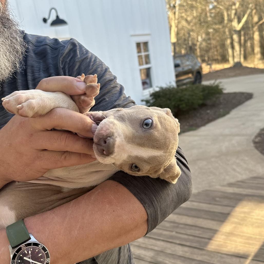 Enlarge Aspen, a Adoptable Pit Bull Terrier in Austell, GA image 2/6