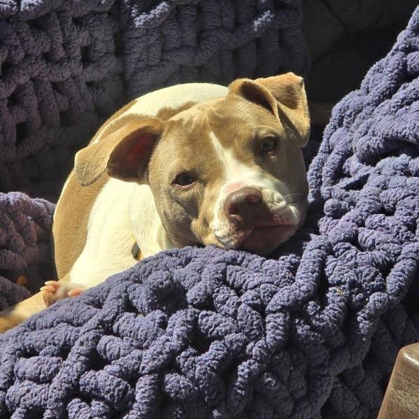 Enlarge Aspen, a Adoptable Pit Bull Terrier in Austell, GA image 3/6