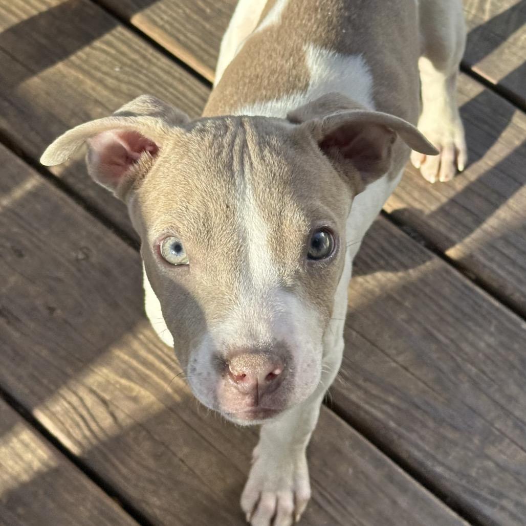 Enlarge Aspen, a Adoptable Pit Bull Terrier in Austell, GA image 4/6