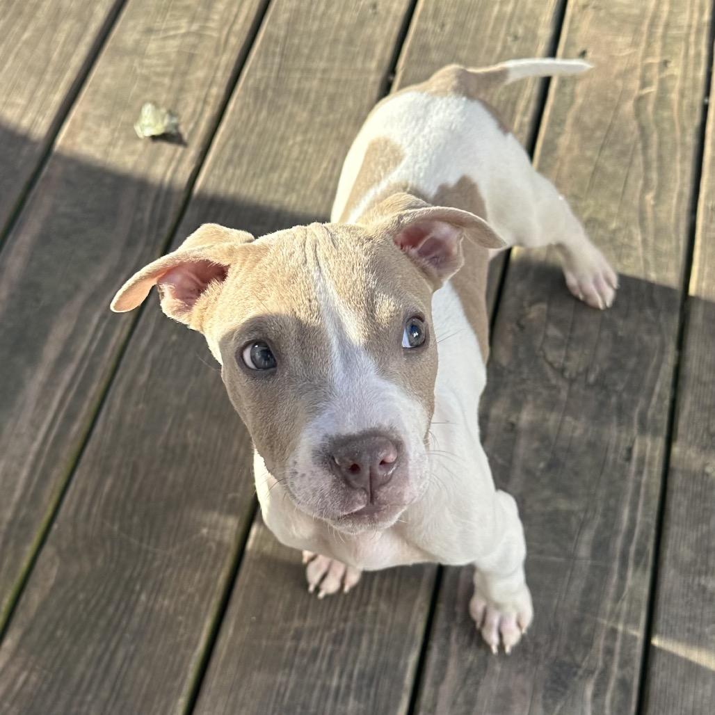 Enlarge Aspen, a Adoptable Pit Bull Terrier in Austell, GA image 5/6